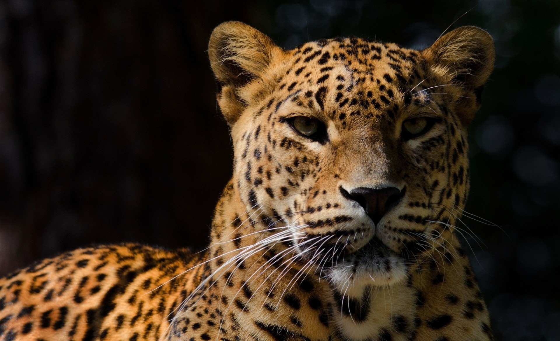 dientes fondo oscuro gato salvaje sombra leopardo