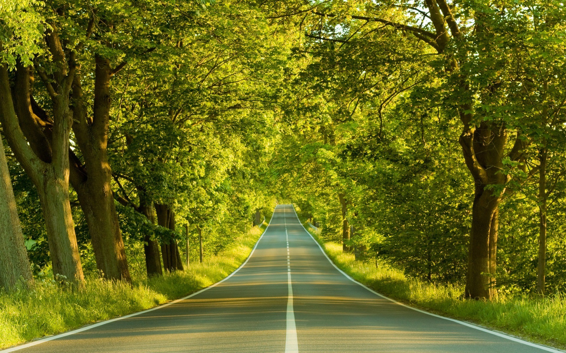 road tree spring