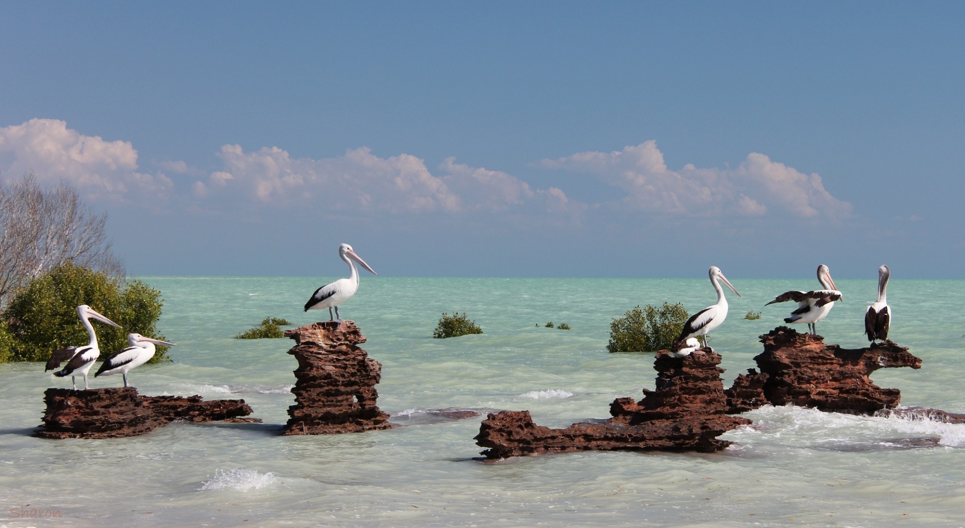 mar australia pelícanos aves