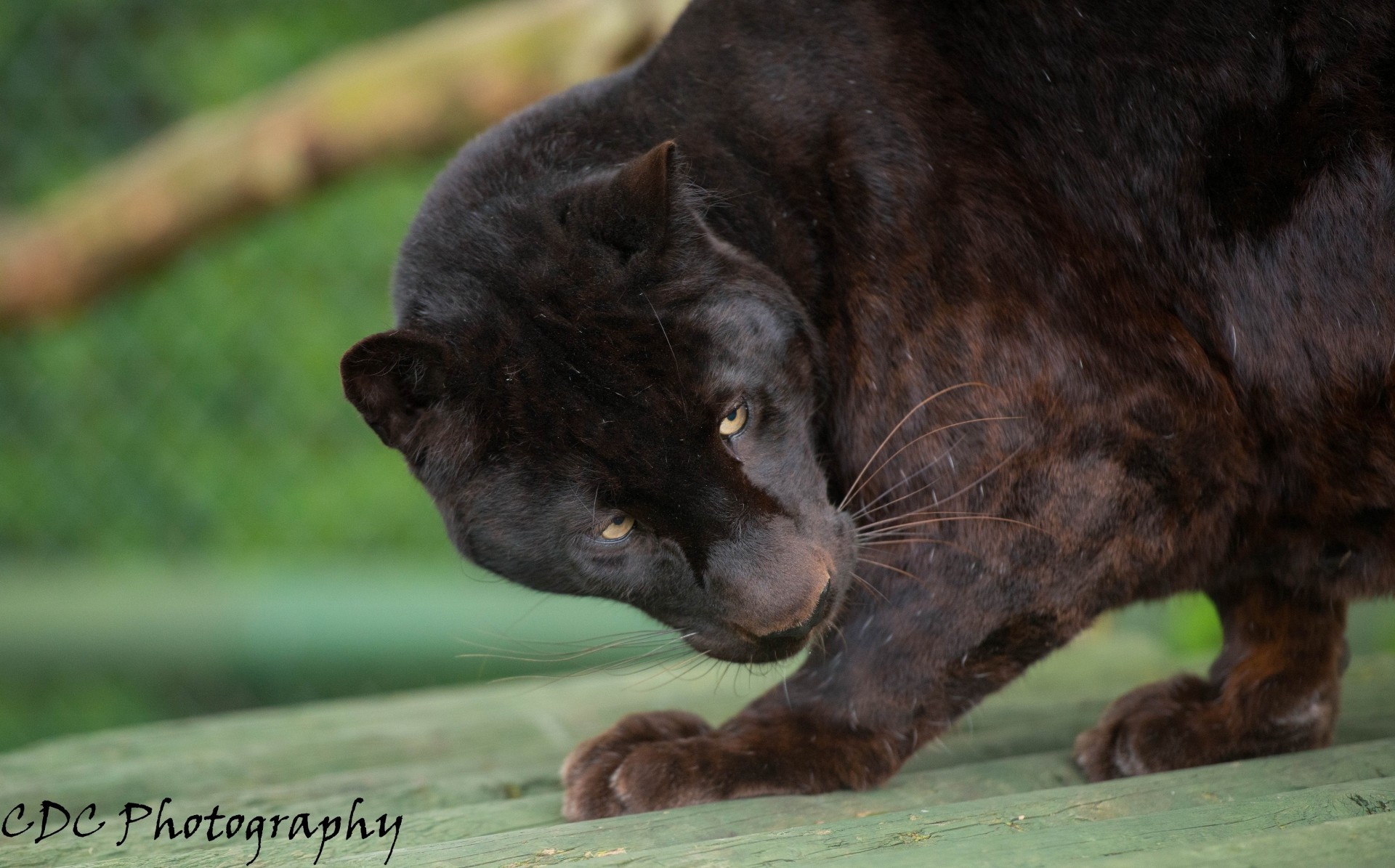 gatto selvatico leopardo pantera