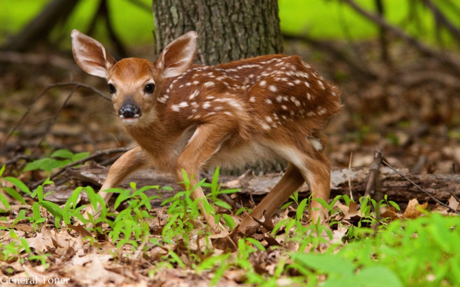 cerf animaux amitié cube chien