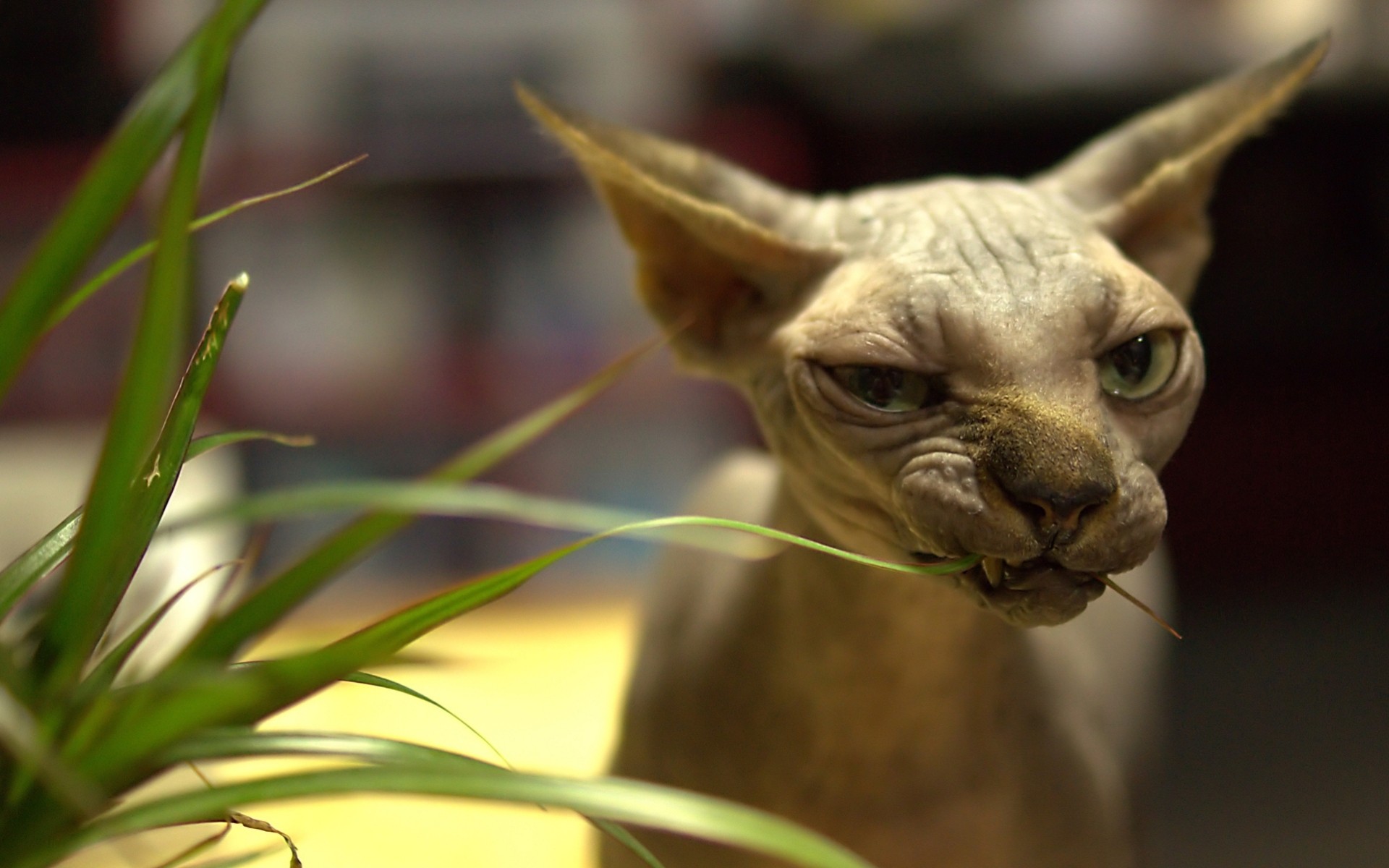 katzen aussehen sphinx grüne augen stimmung rasse