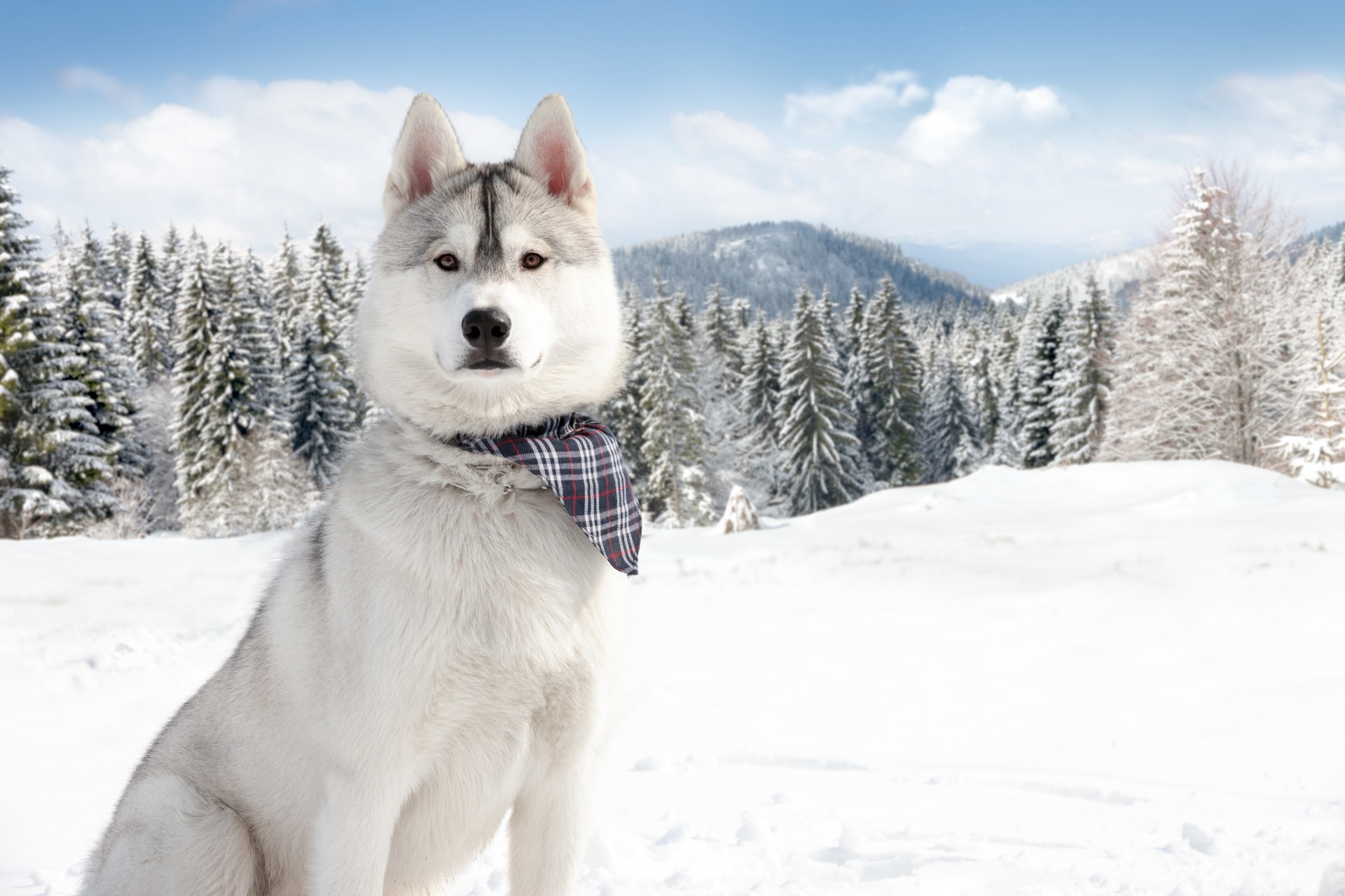 dogs snow winter nature