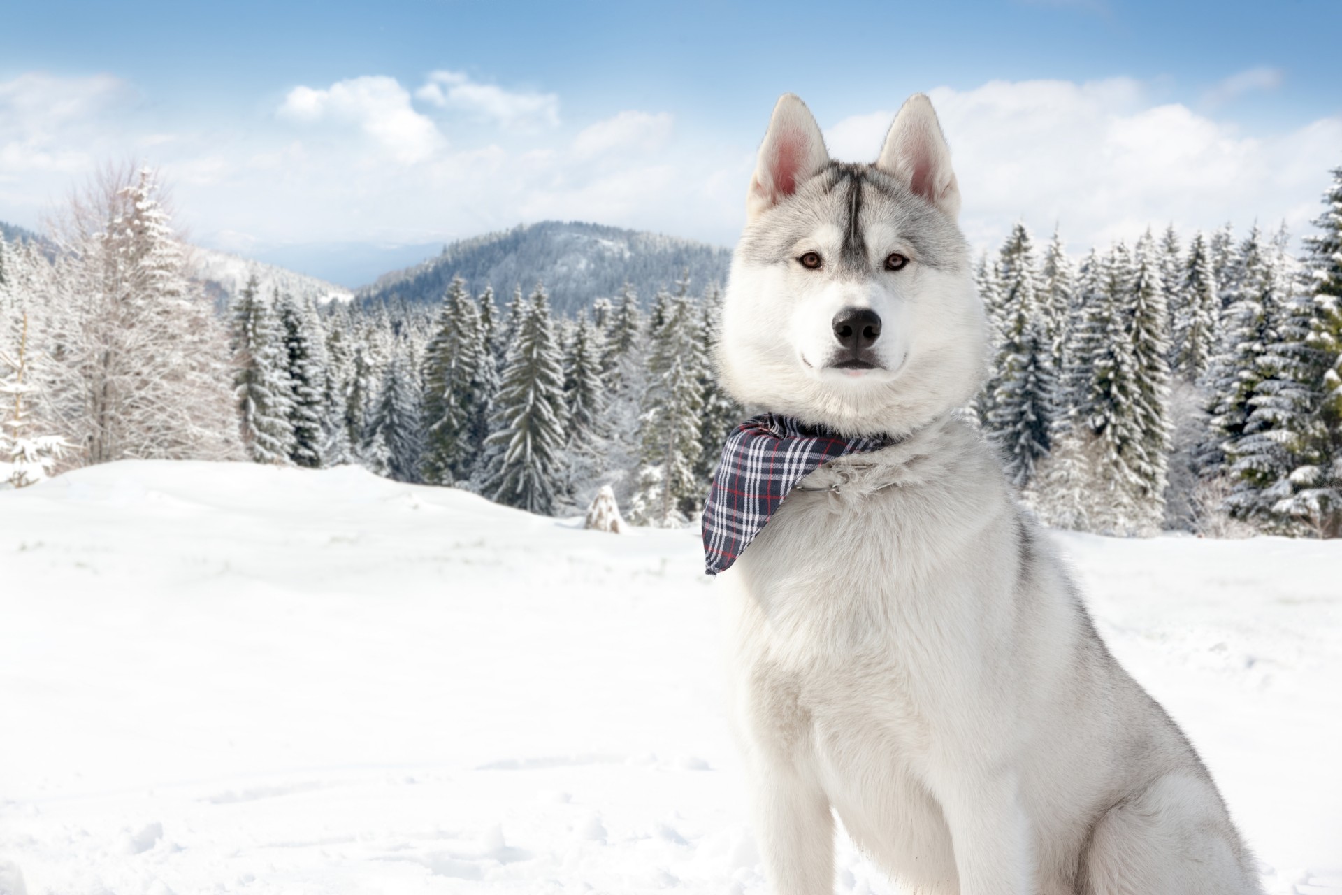 hund husky schnee winter