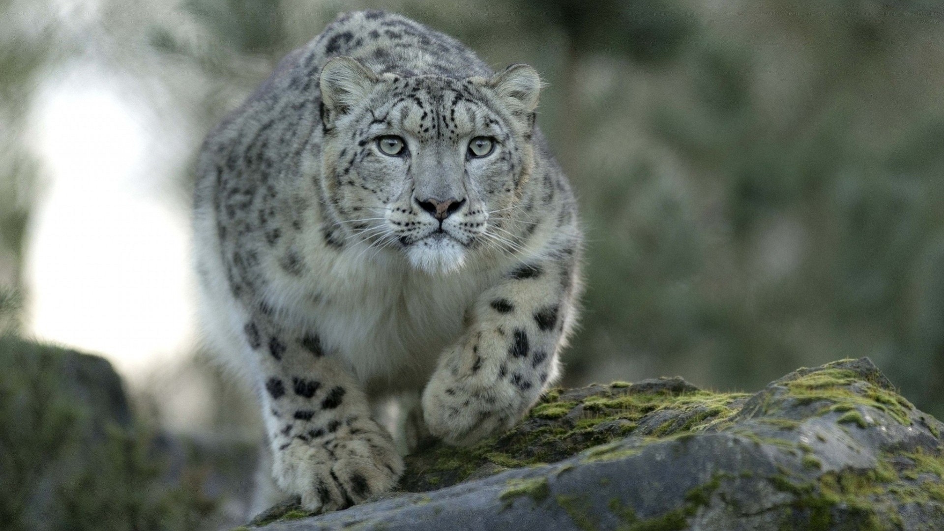 na skałach lampart drapieżnik natura