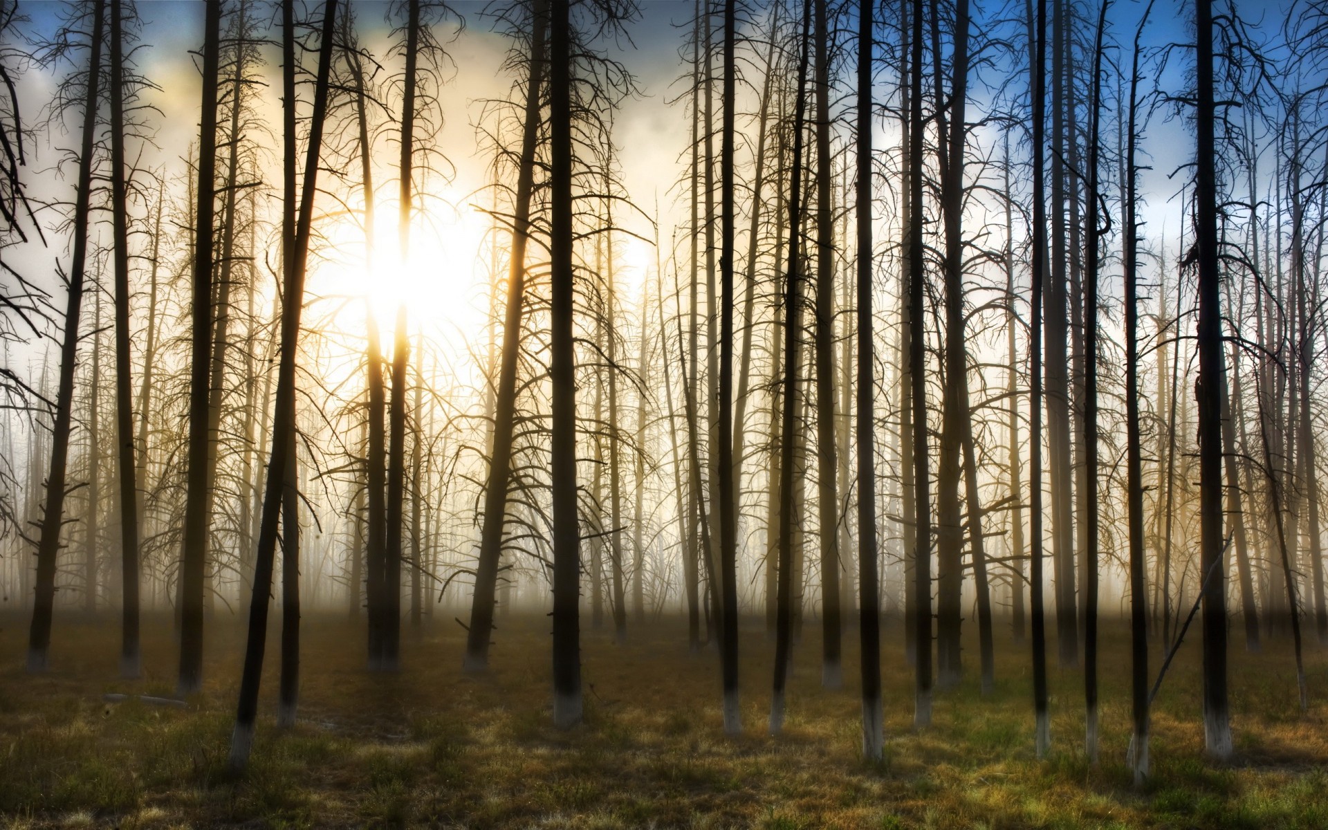 alberi sole nebbia