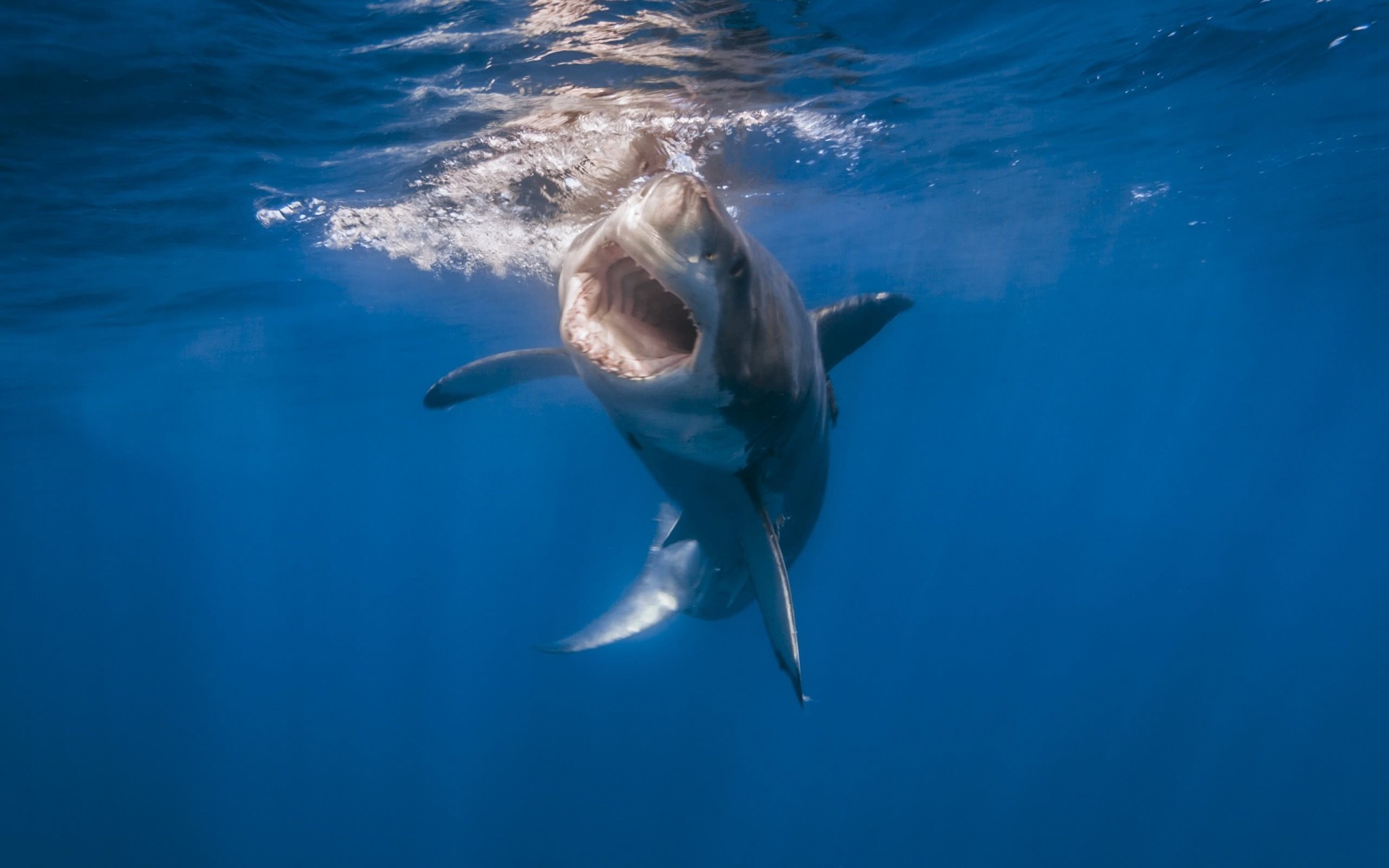 teeth sea water sukhoi nature