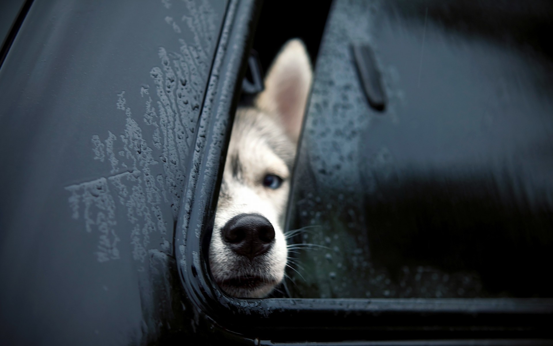 chien ami voiture