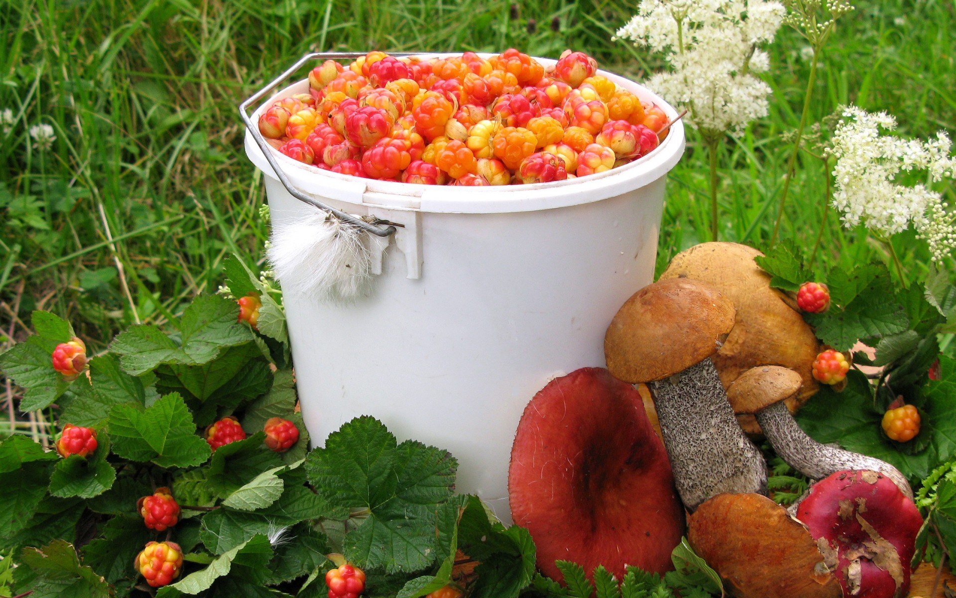 grzyby lato moroszka borowik russula zbiory jagody