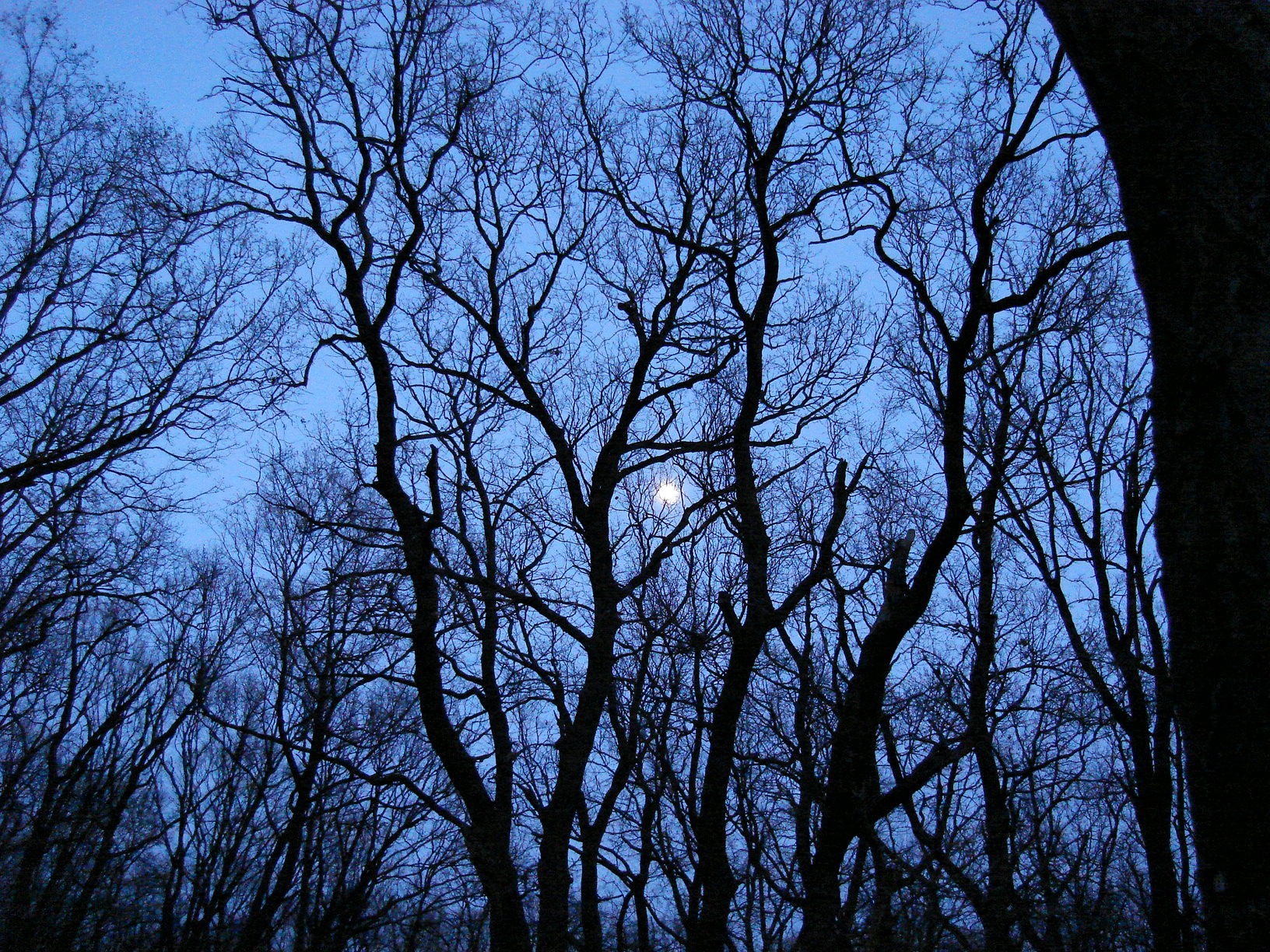 Луна сквозь деревья. Ветка дерева ночью. Луна и ветки. Луна и дерево.