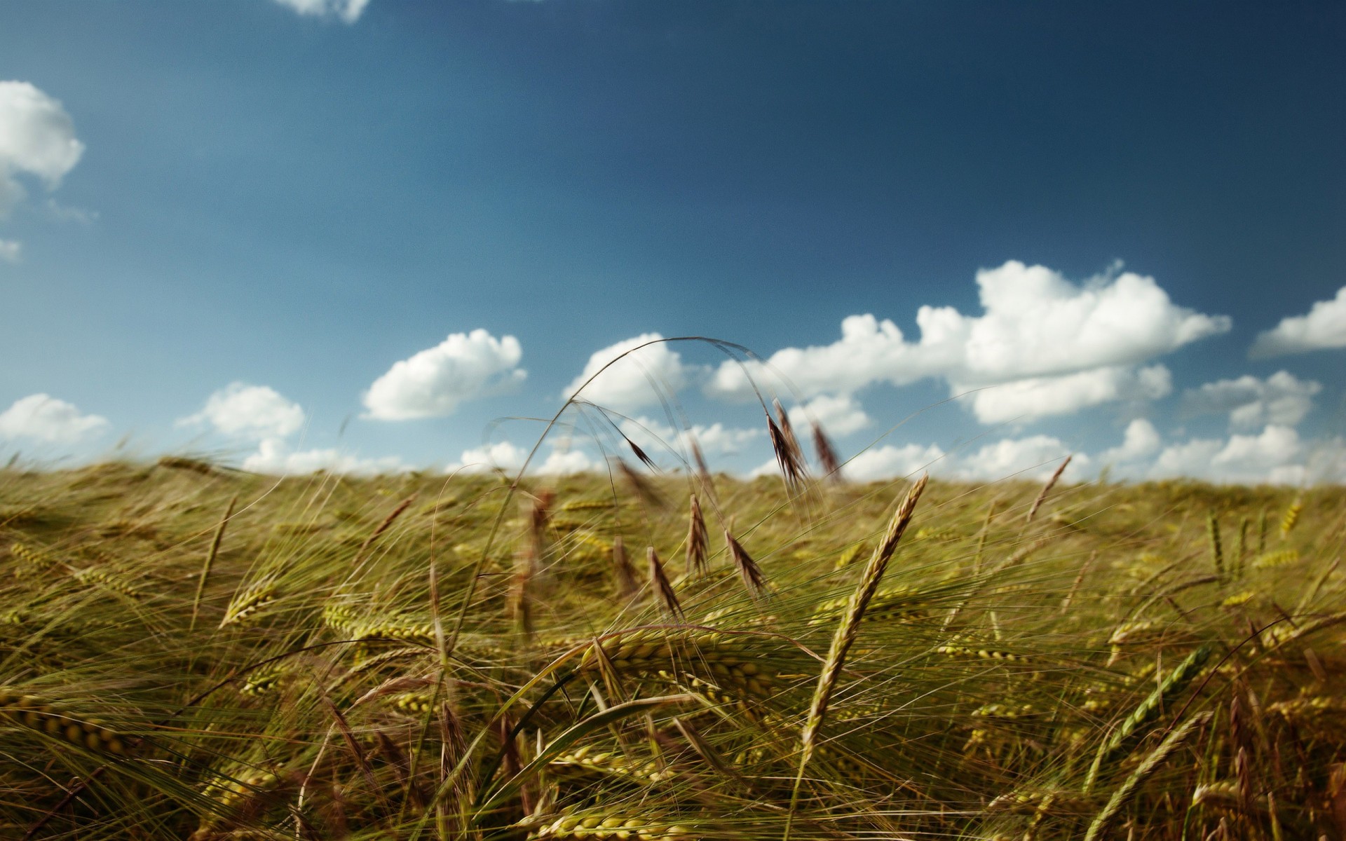 feld ohren wolken himmel