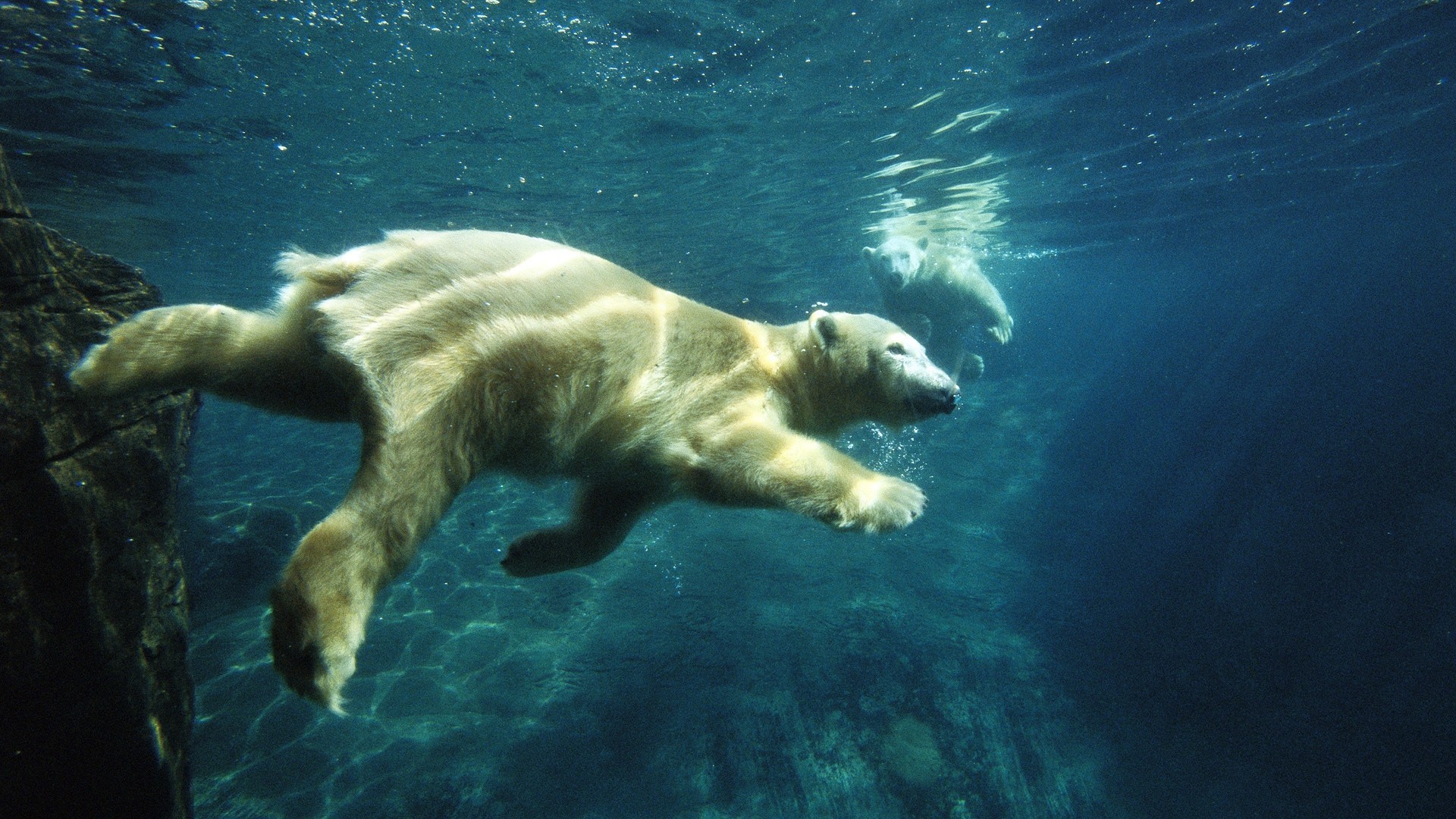 under water polar bear smear