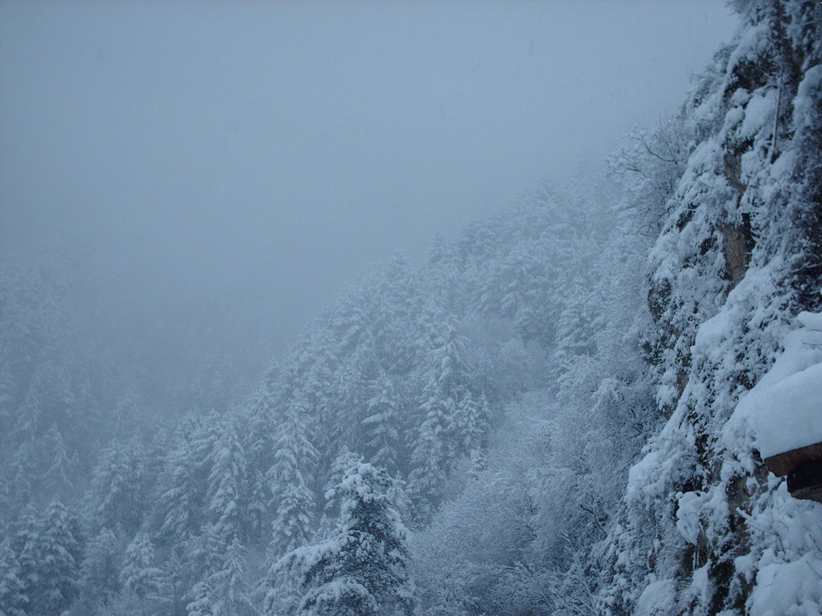 now winter forest tree