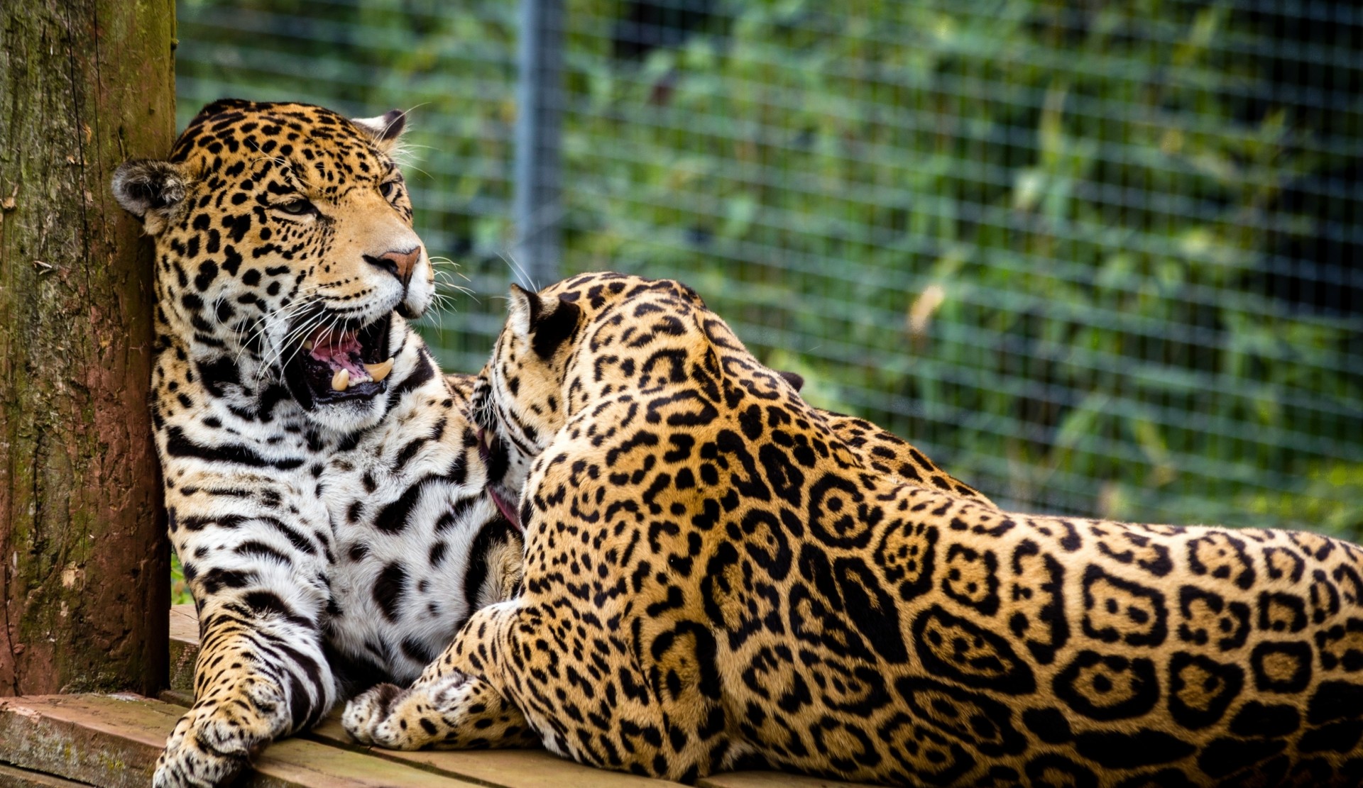 chats sauvages jaguars couple