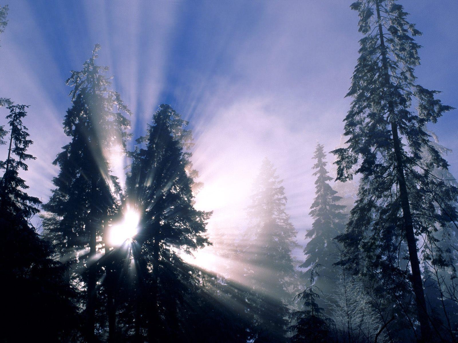 forest rays christmas tree winter