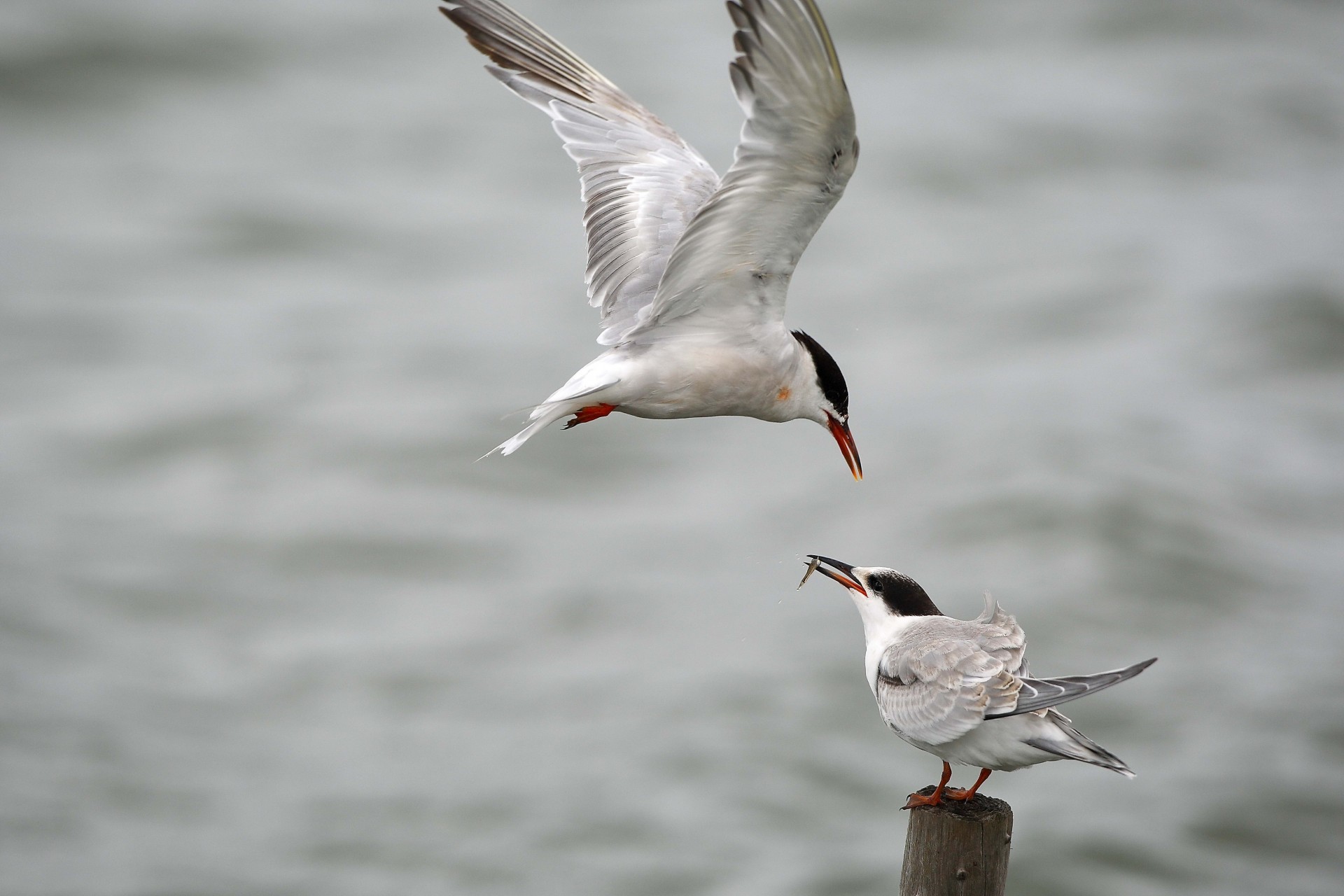 oiseaux proie mouette