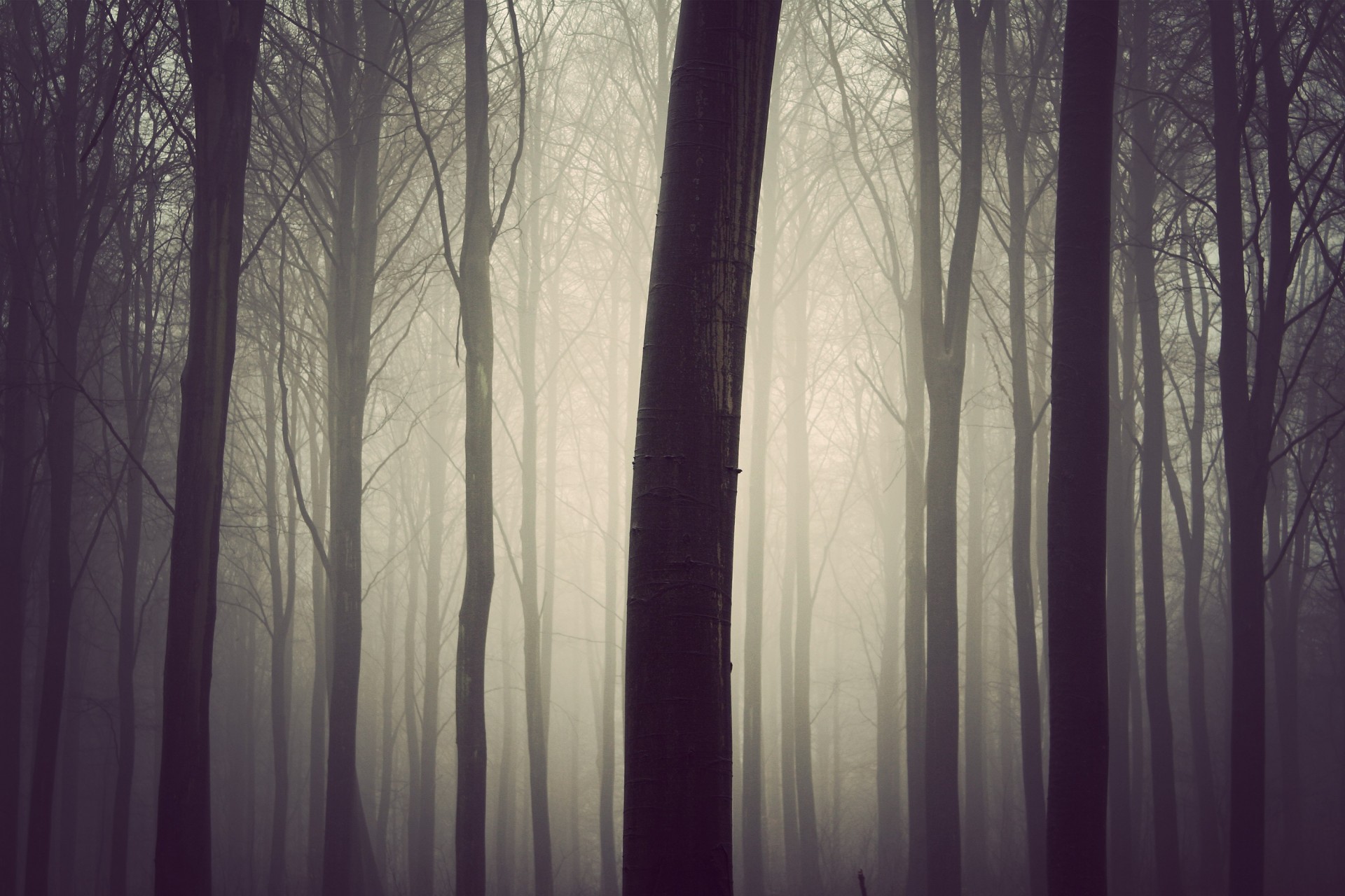 forest fog tree