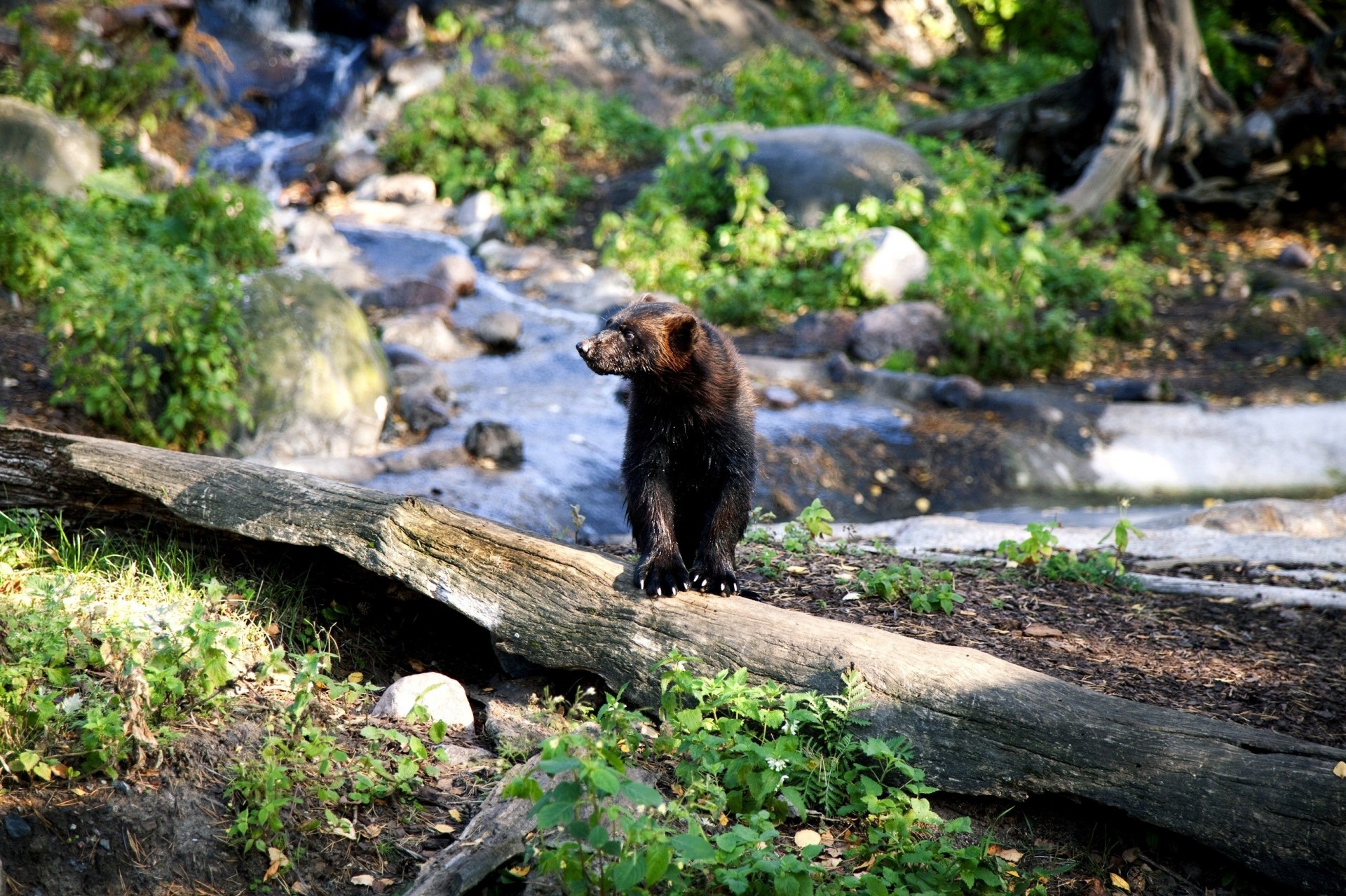 prédateur wolverine