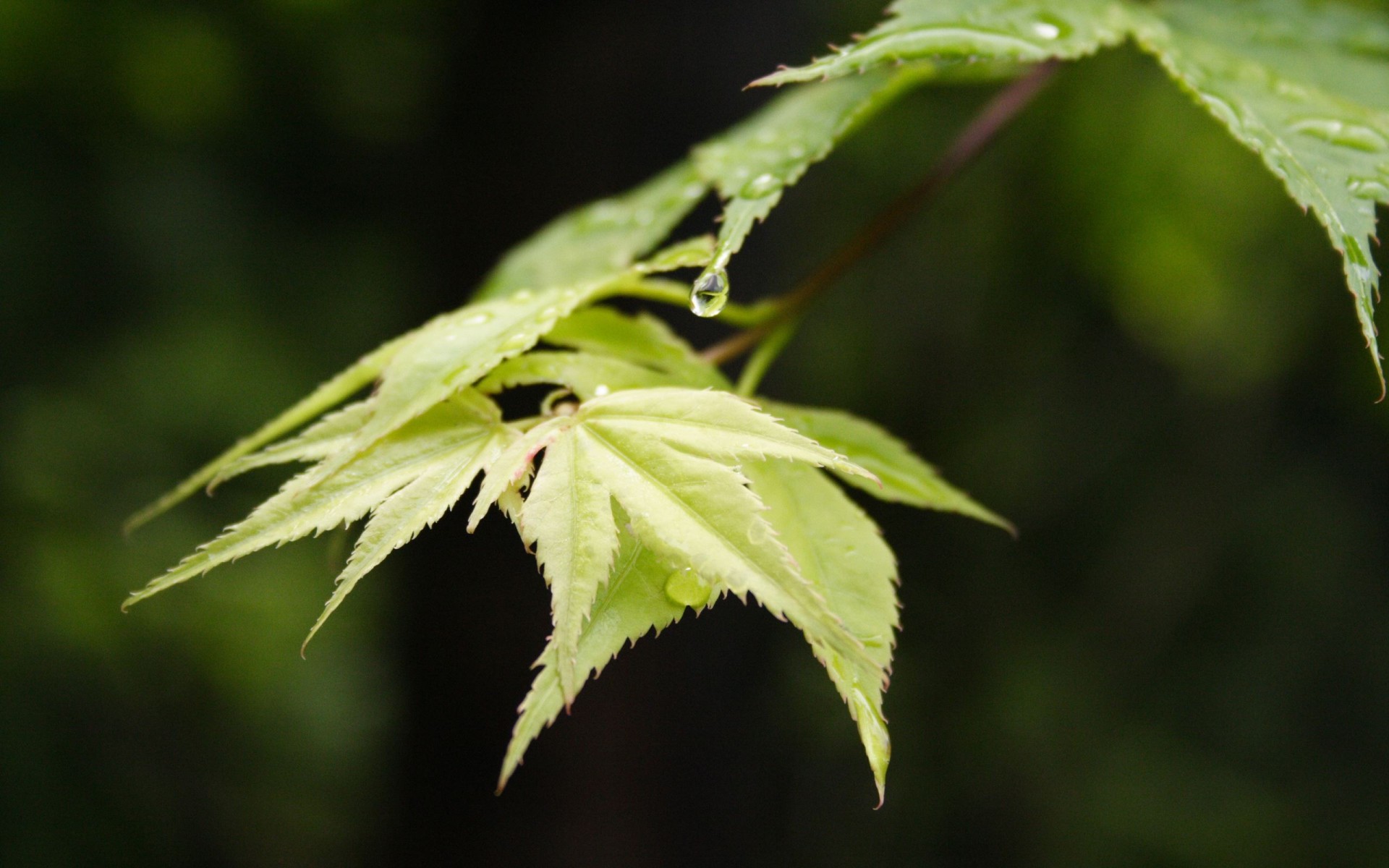 branch sheet maple