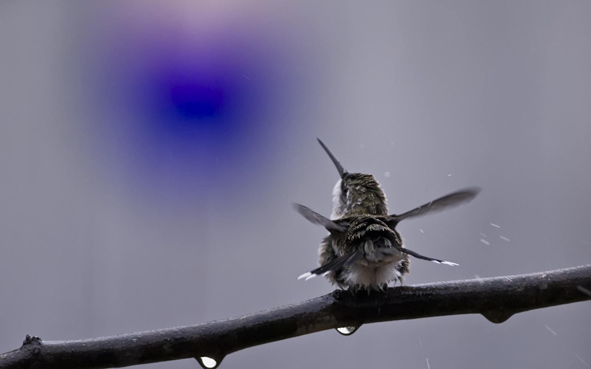 vögel kolibri dose zweig