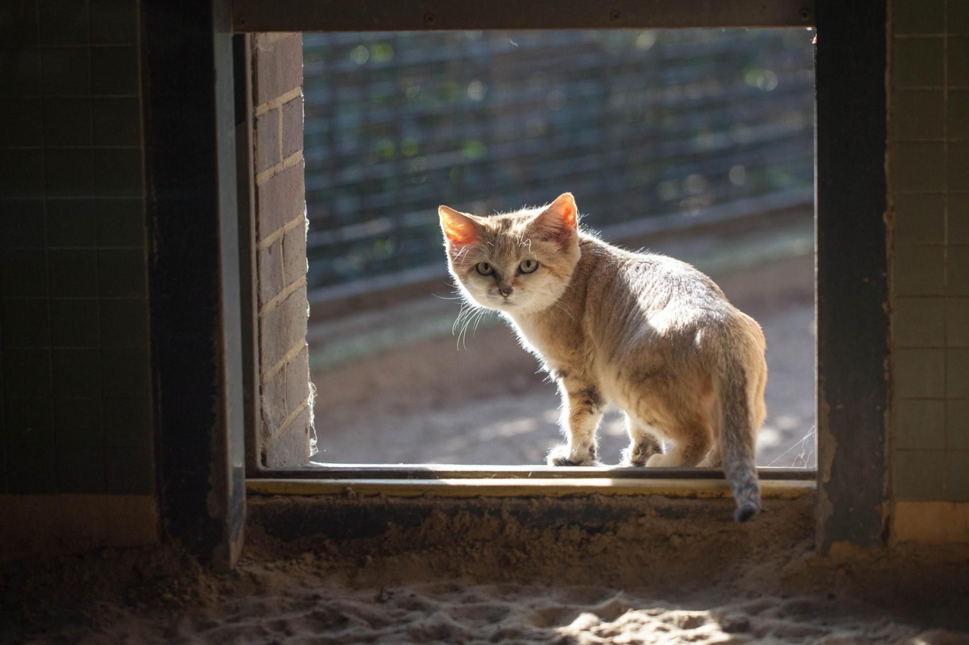 arena gato pelirroja ventana