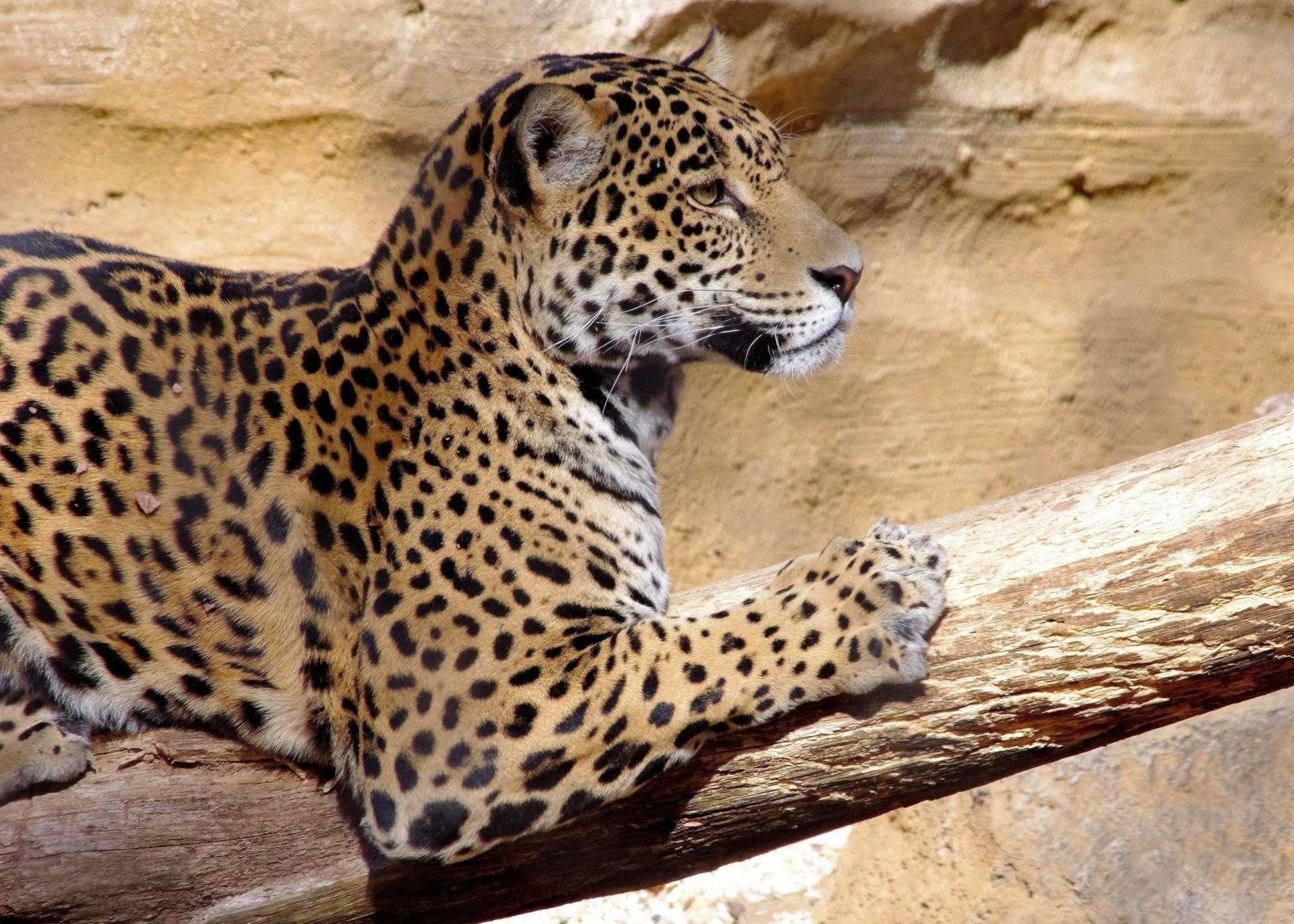 chat sauvage bête jaguar prédateur