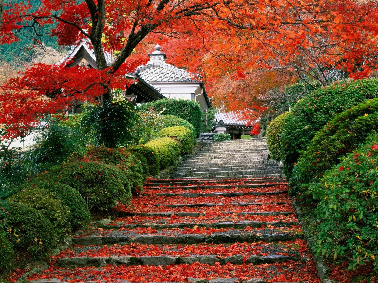 giardino autunno giappone