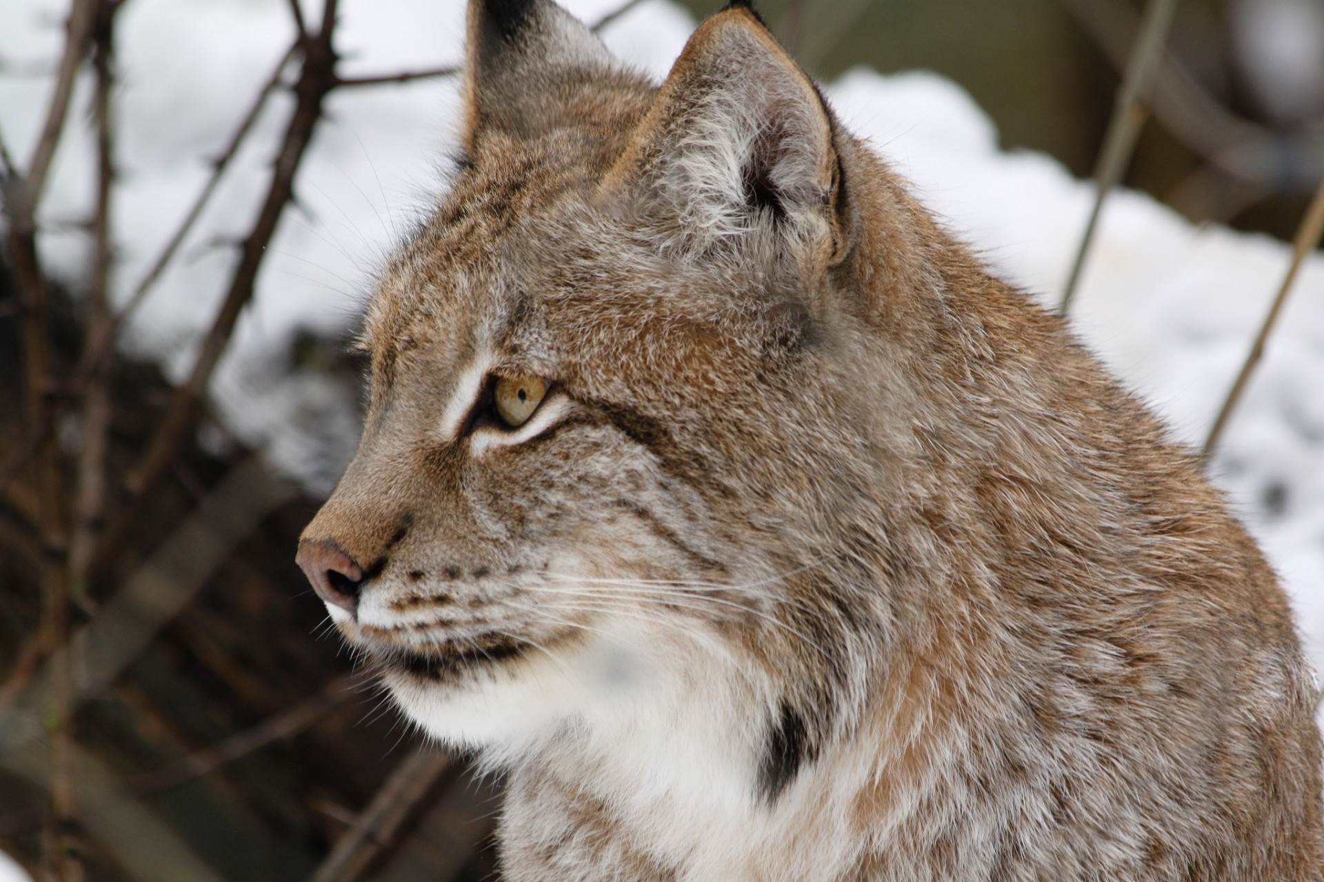 lince gato salvaje dientes