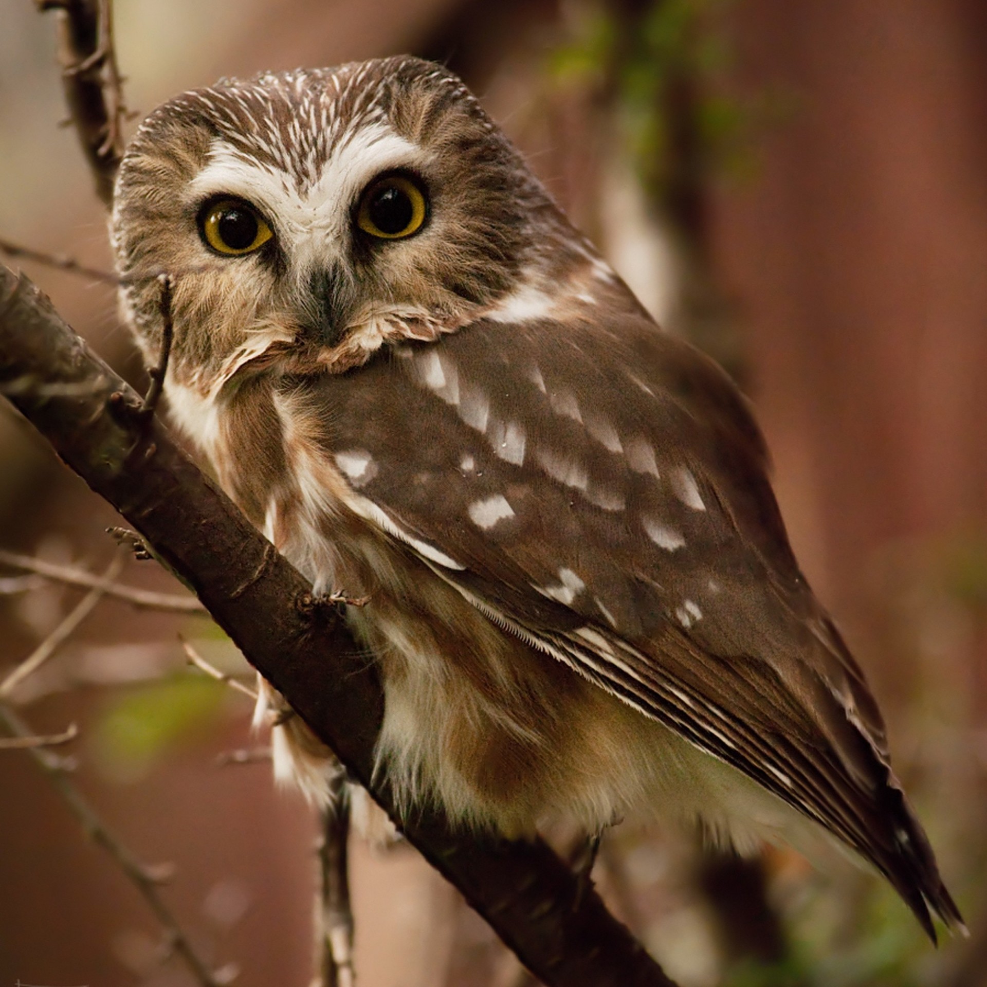 owl big eye