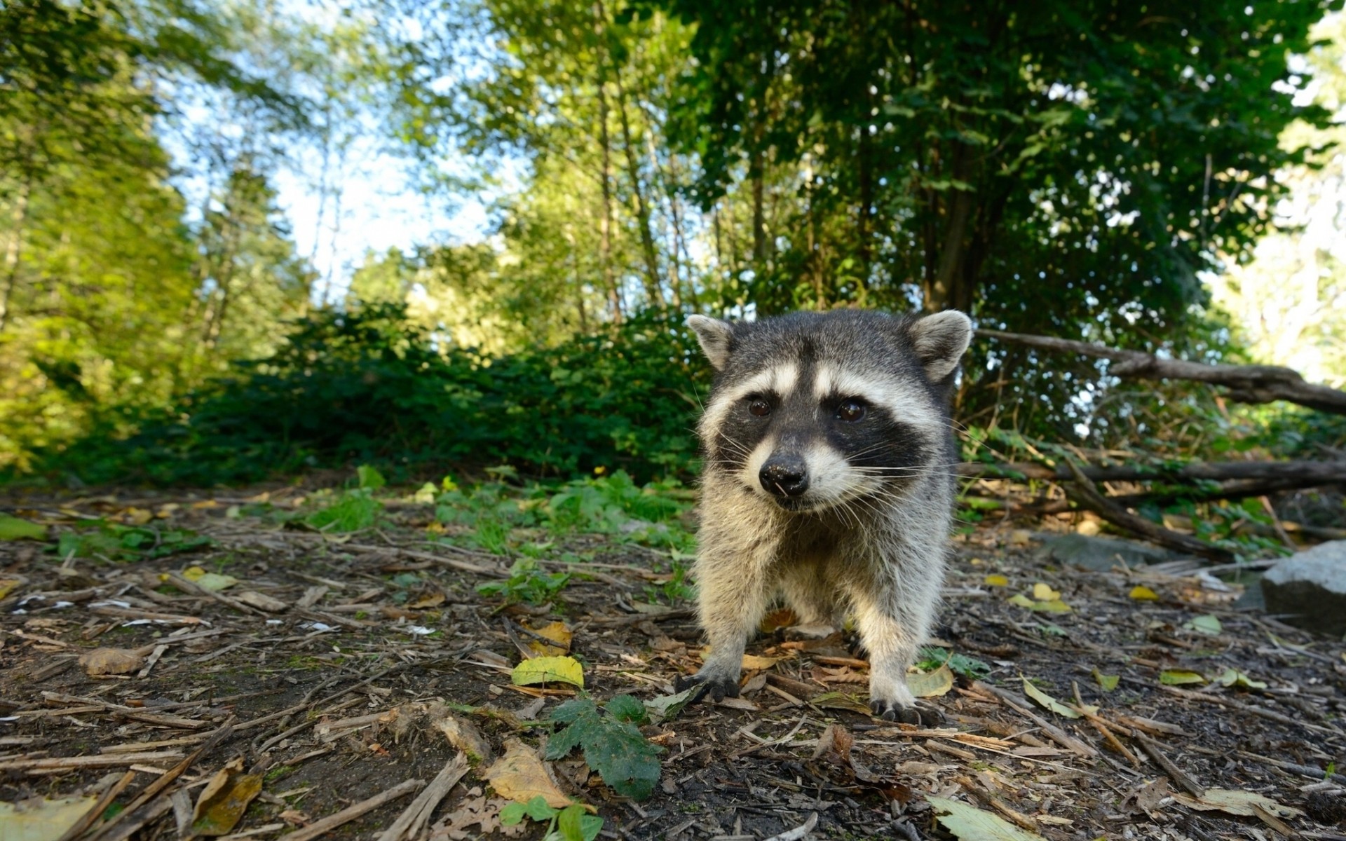 baby raccoon forest