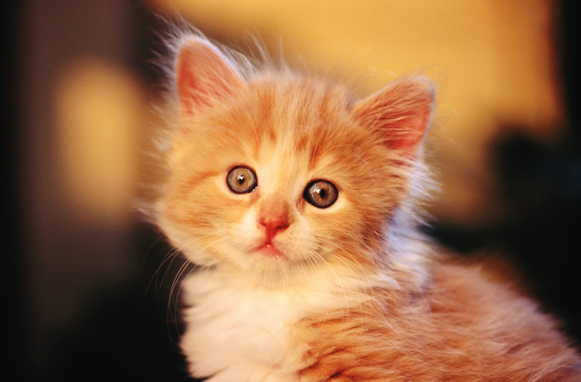 chat lumière dents enfant attention