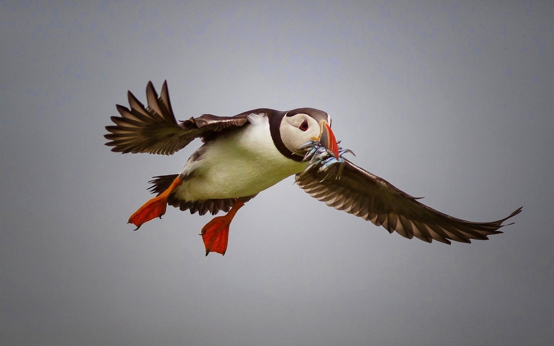 fish deadlock birds catch