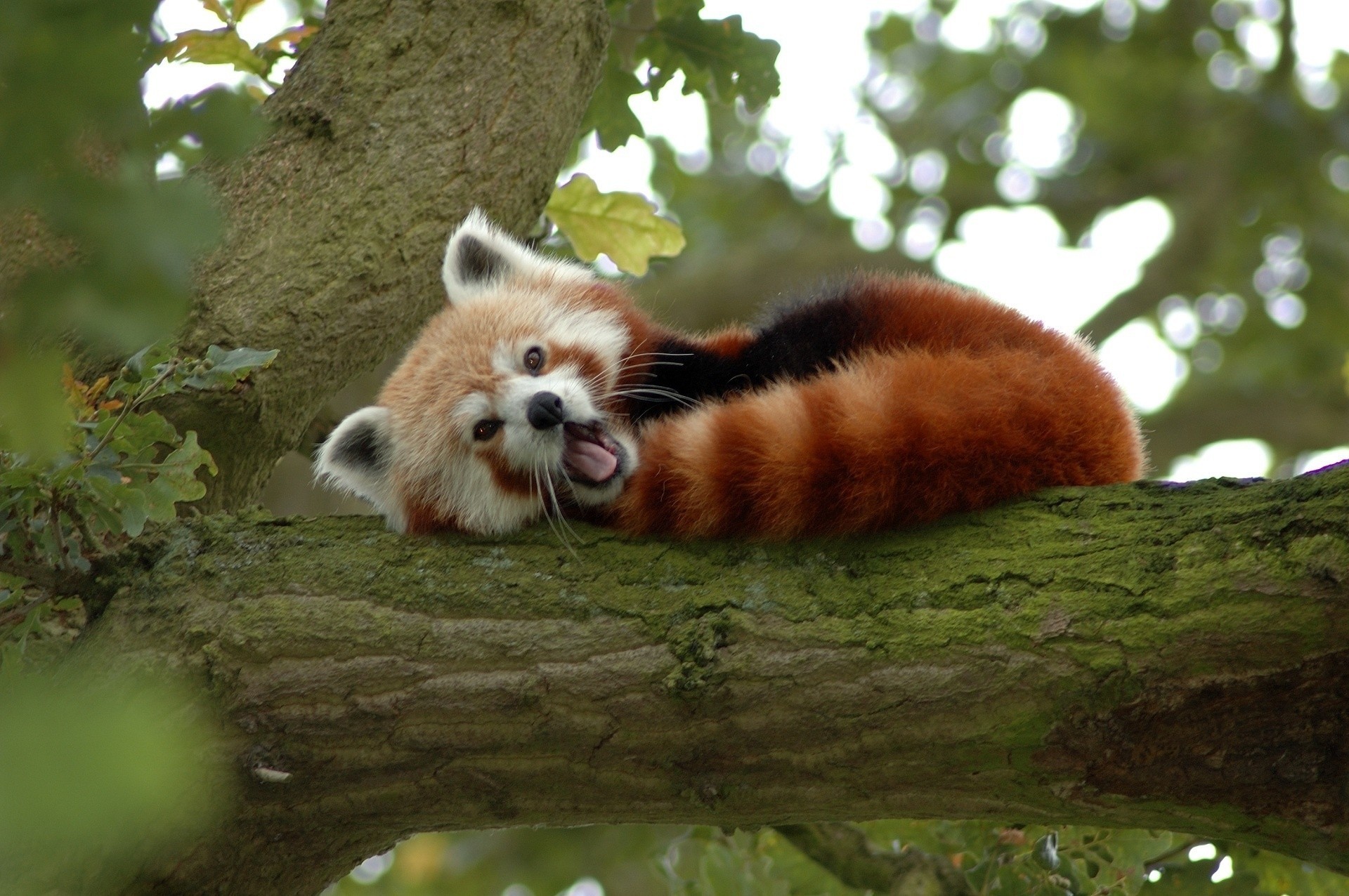 oso panda rojo árbol