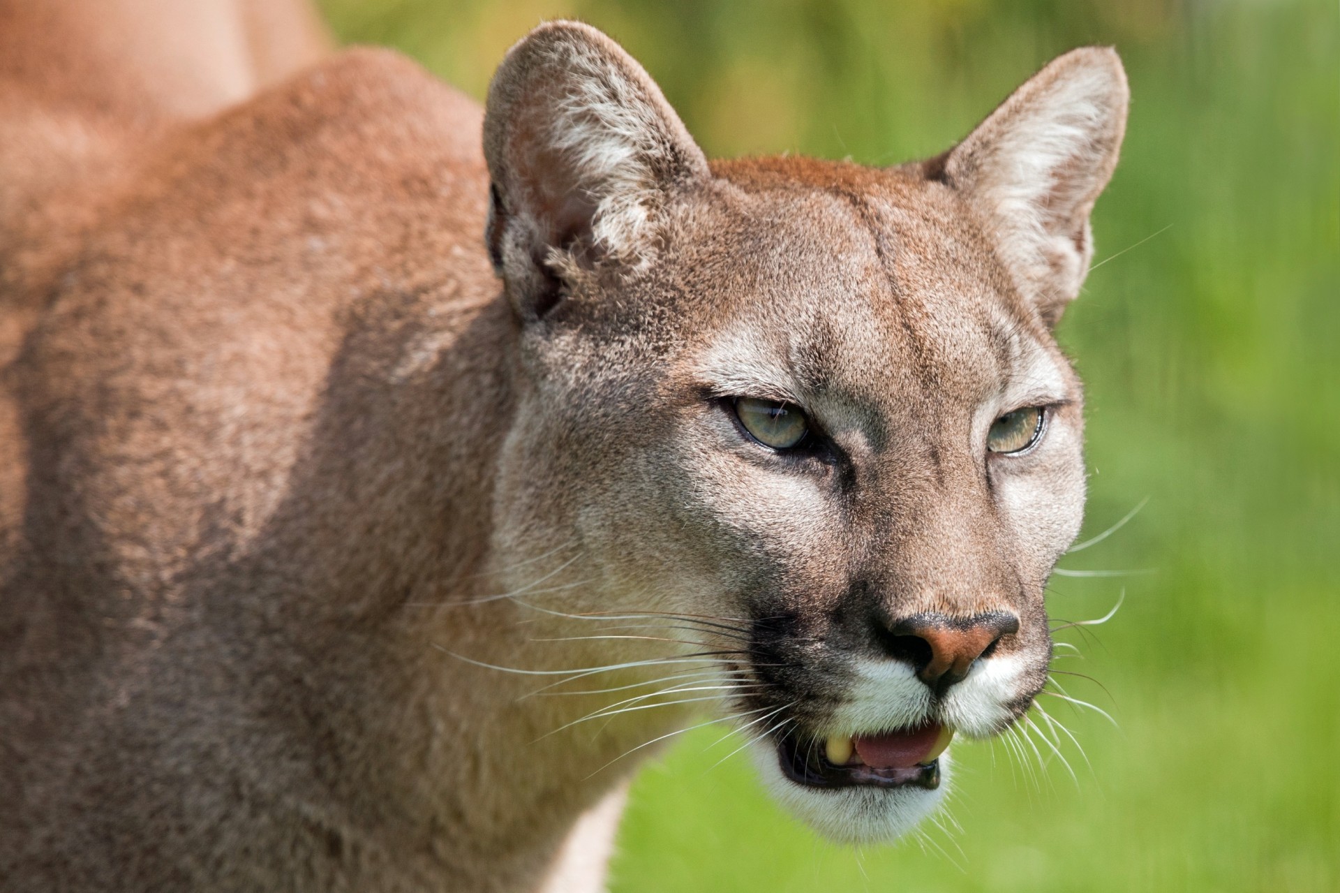 wild cat teeth puma mountain lion