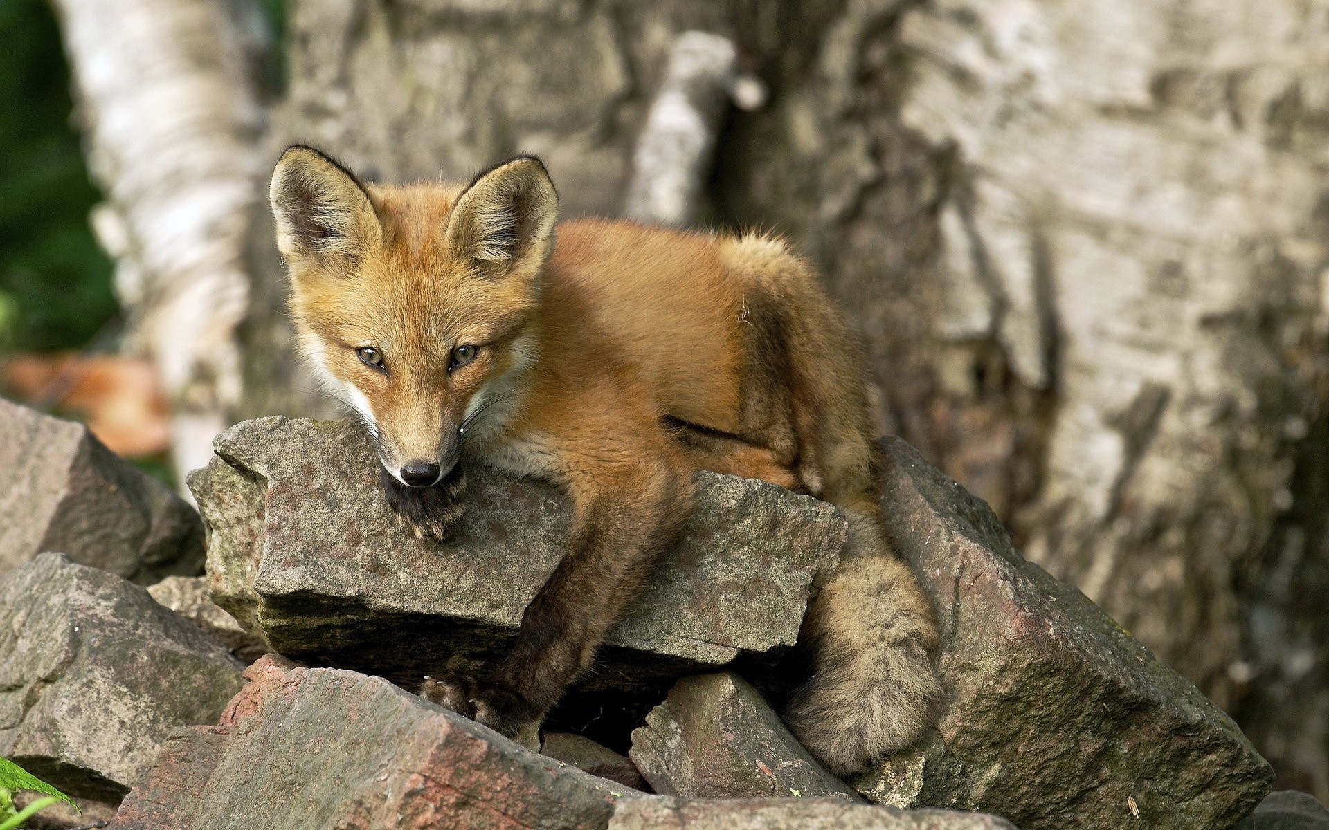 renard été nature