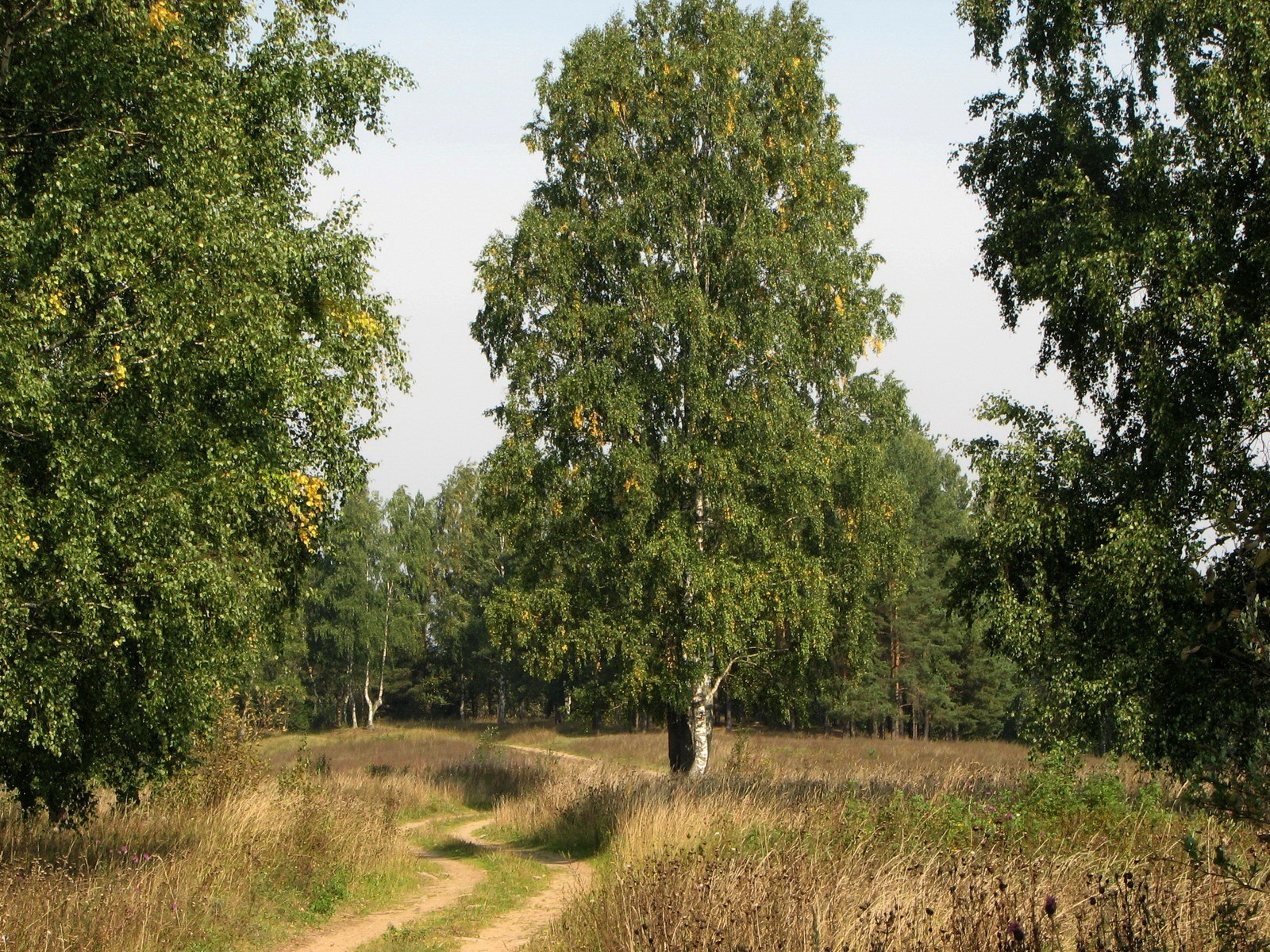 strada alberi erba