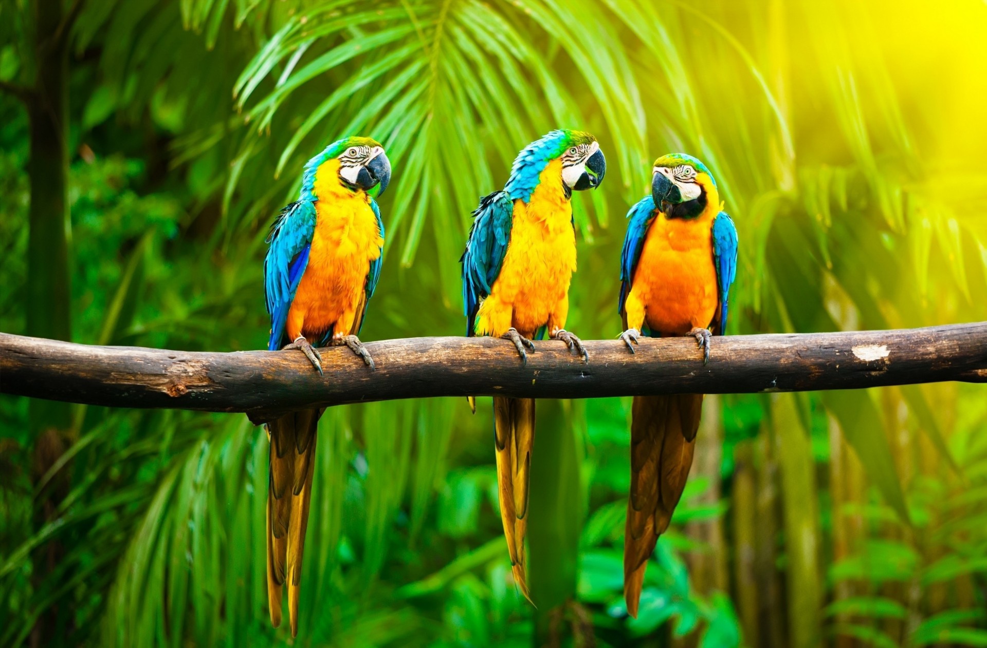 ukrainer dschungel palmen hintergrund natur tropen blau papageien zweig gelb vögel