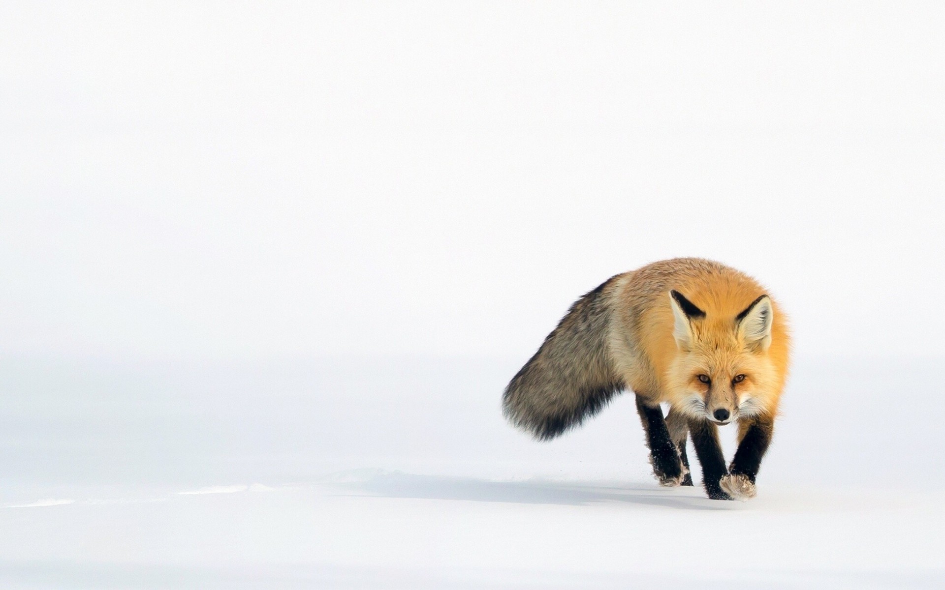 schnee fuchs rot