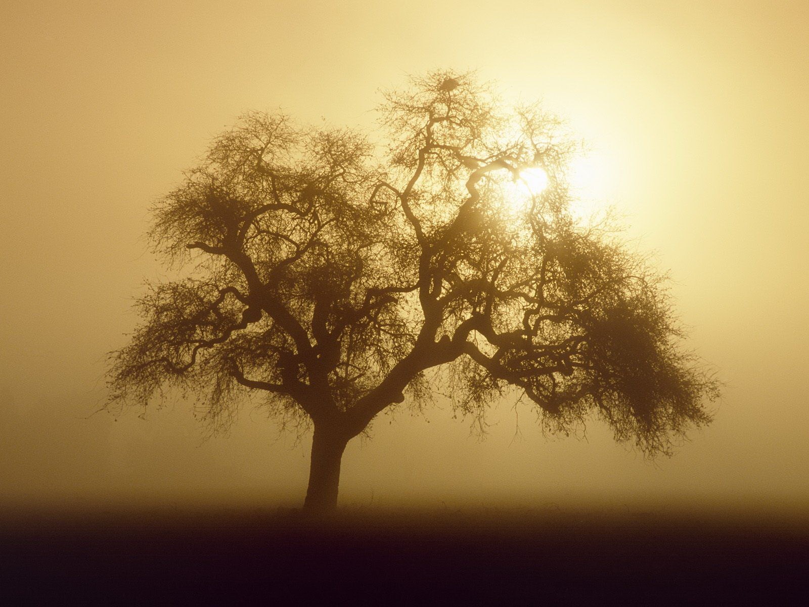 árbol niebla sol sepia