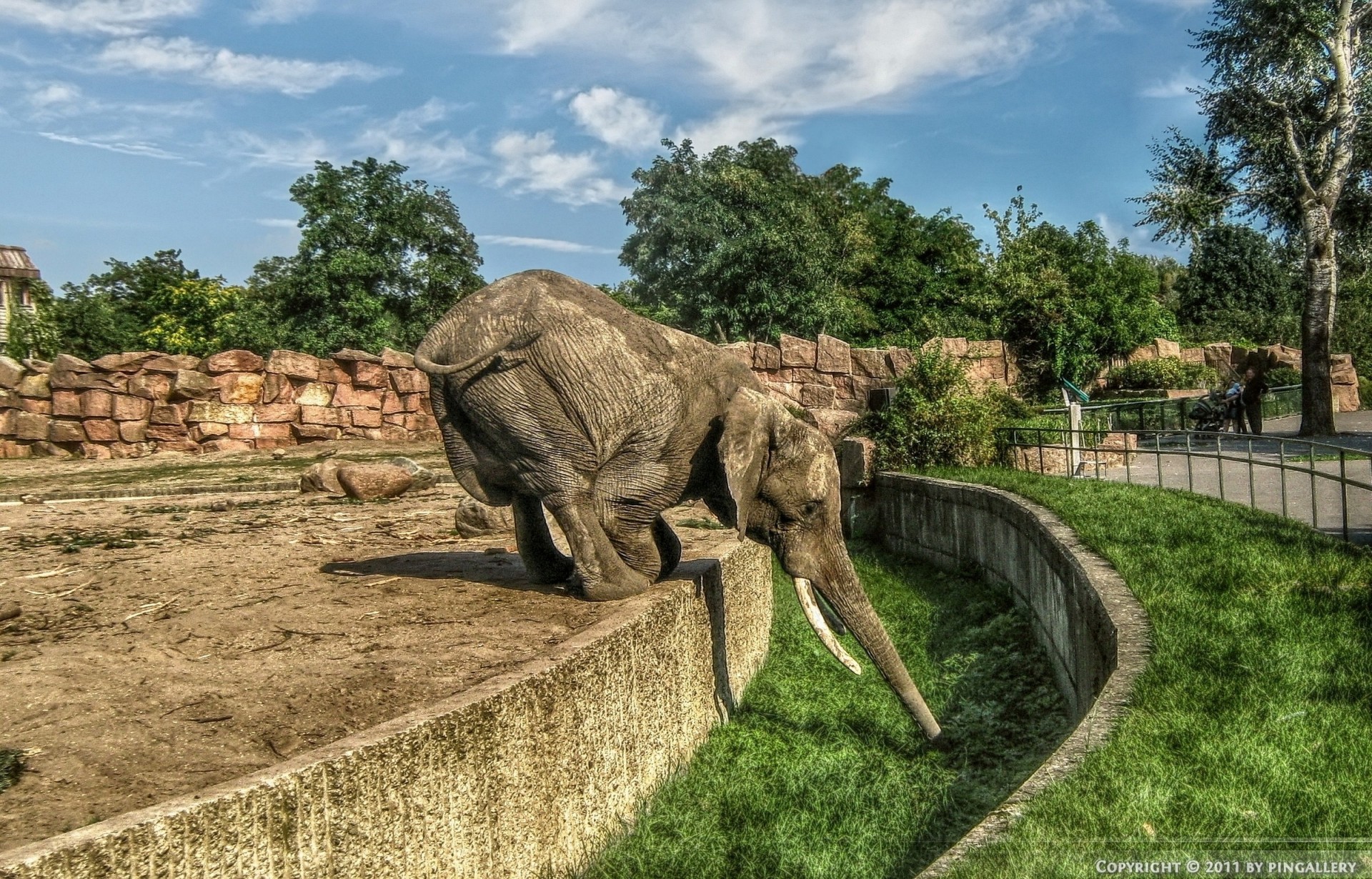 alemania elefante león