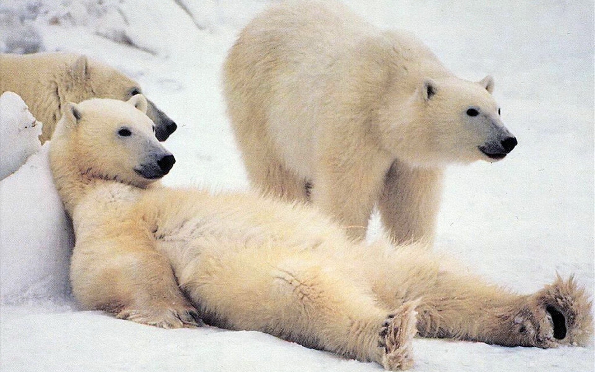 papá miente nieve osos familia blanco