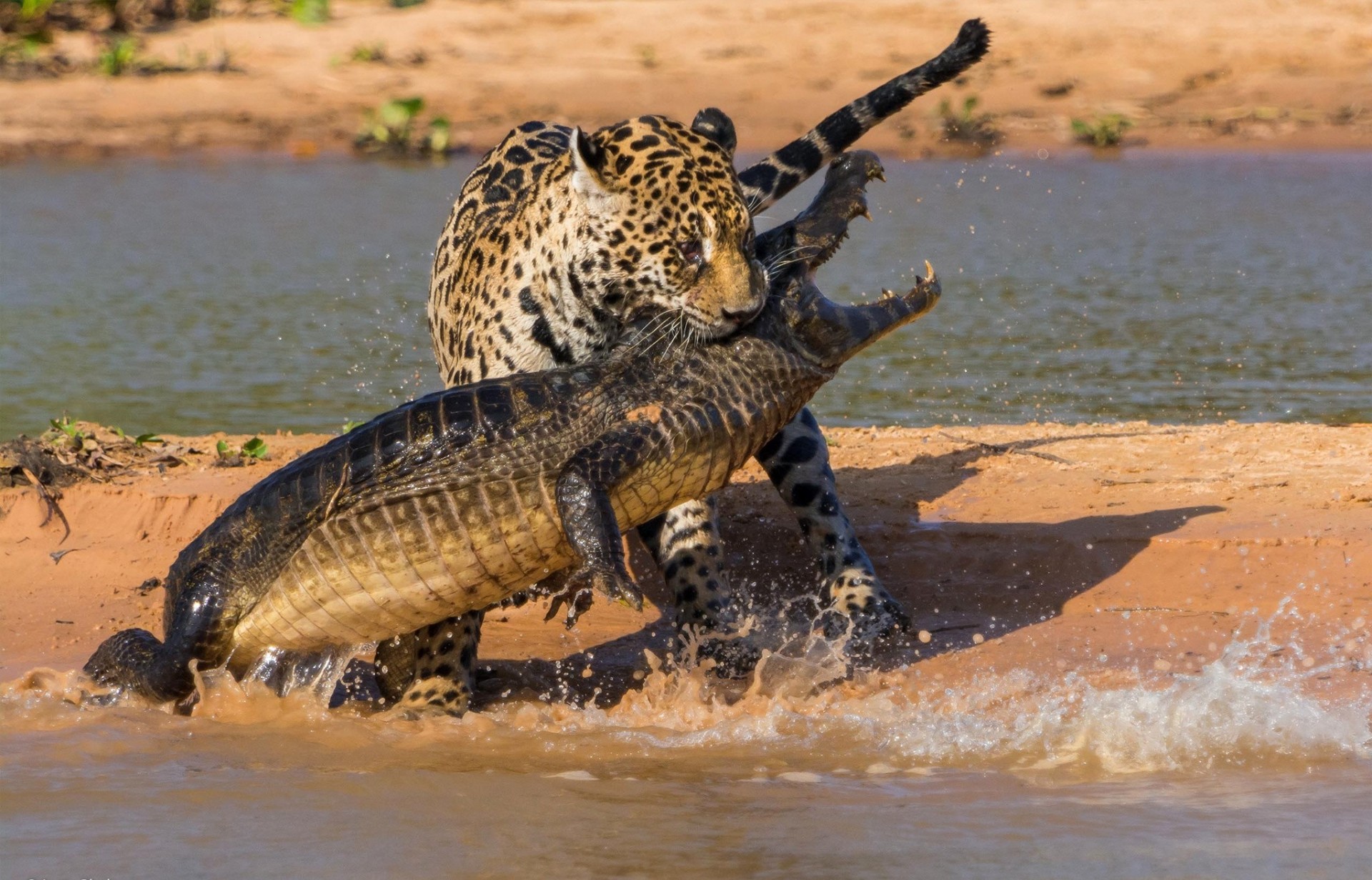 batalla cocodrilo caza jaguar