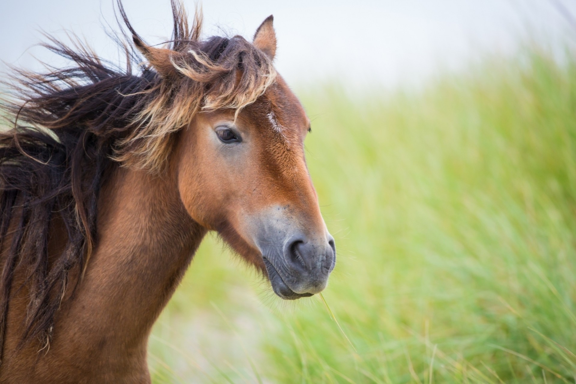 teeth head mane horse wind