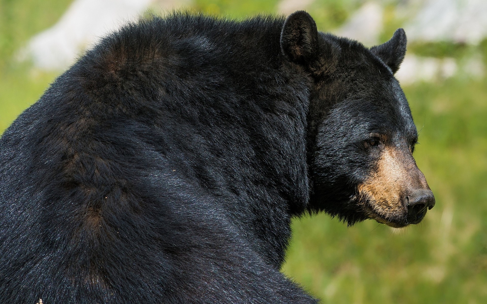 bär tier raubtier schwarz