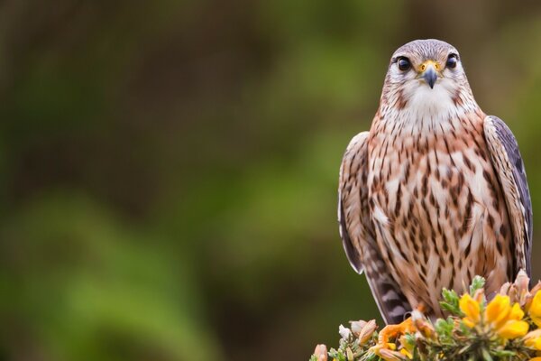 A proud gyrfalcon in the bosom of nature