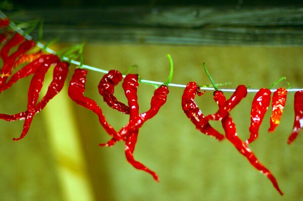 Hot red pepper is dried on a green background