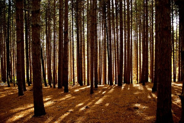 Kiefernwald. Licht dringt durch die Bäume