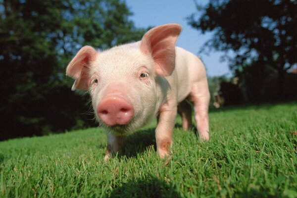 Kleines Schweinchen, das auf dem Gras spazieren geht