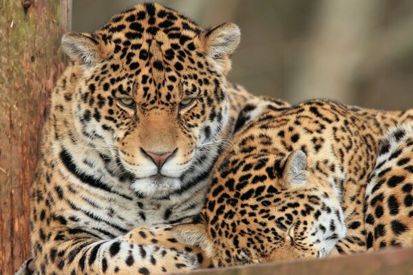 Selige Erholung von Wildkatzen. Zwei Jaguare zusammen