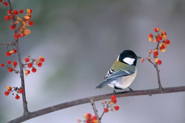 Titmouse pecks red berries